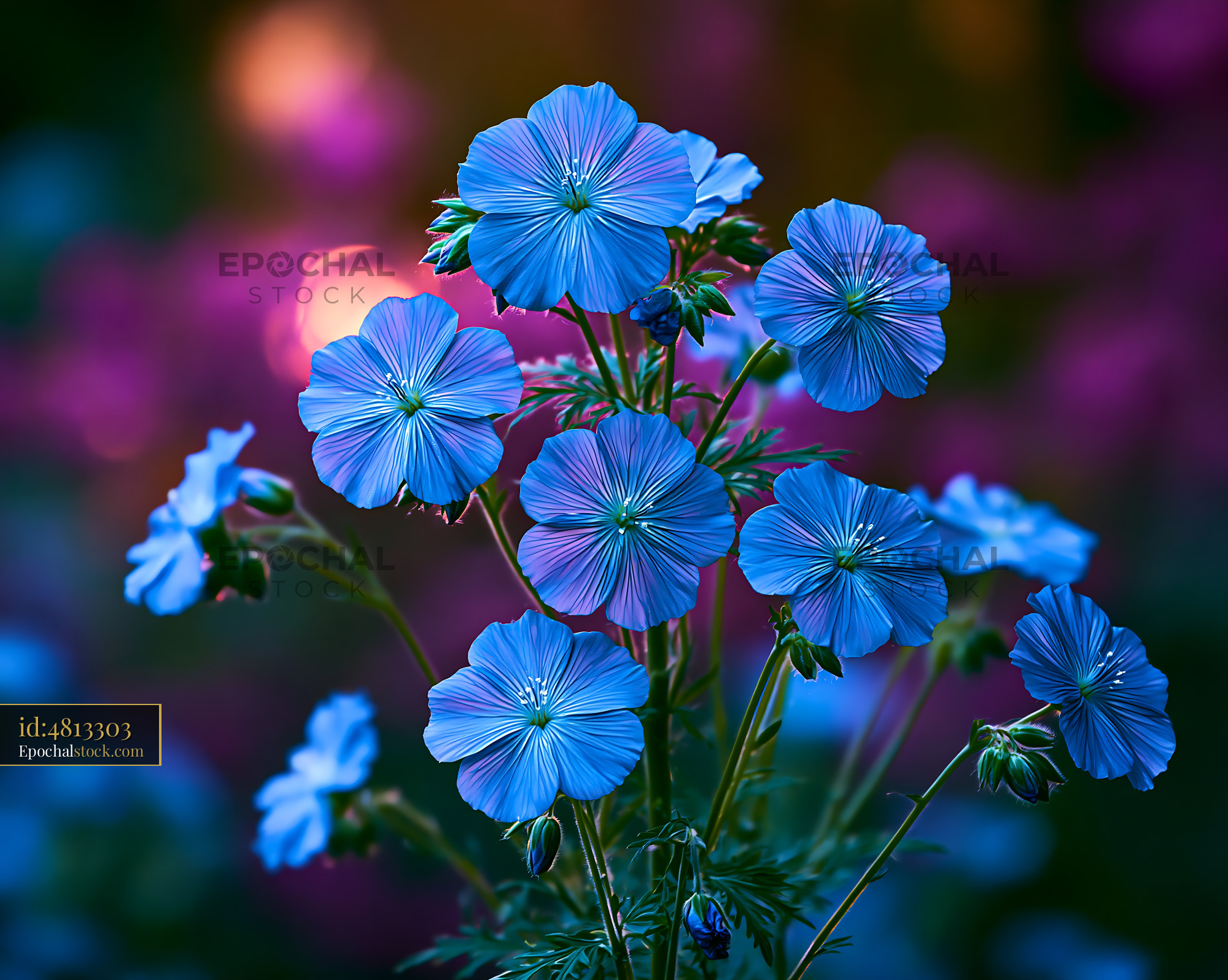 Watermarked full-resolution preview of Blue flowers bloom in a garden during twilight