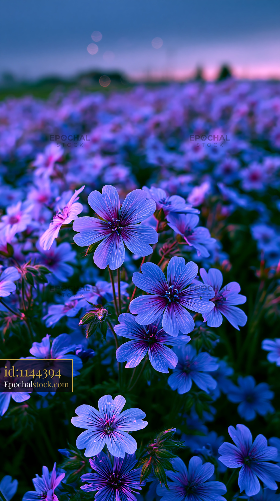 Watermarked full-resolution preview of Purple flowers bloom in a field at sunset