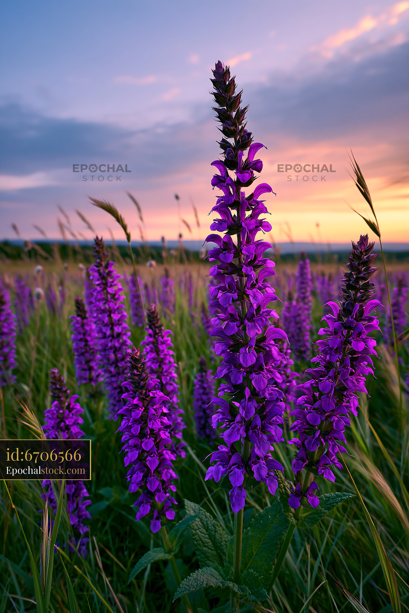 Watermarked full-resolution preview of Violet flowers blooming under sunset sky