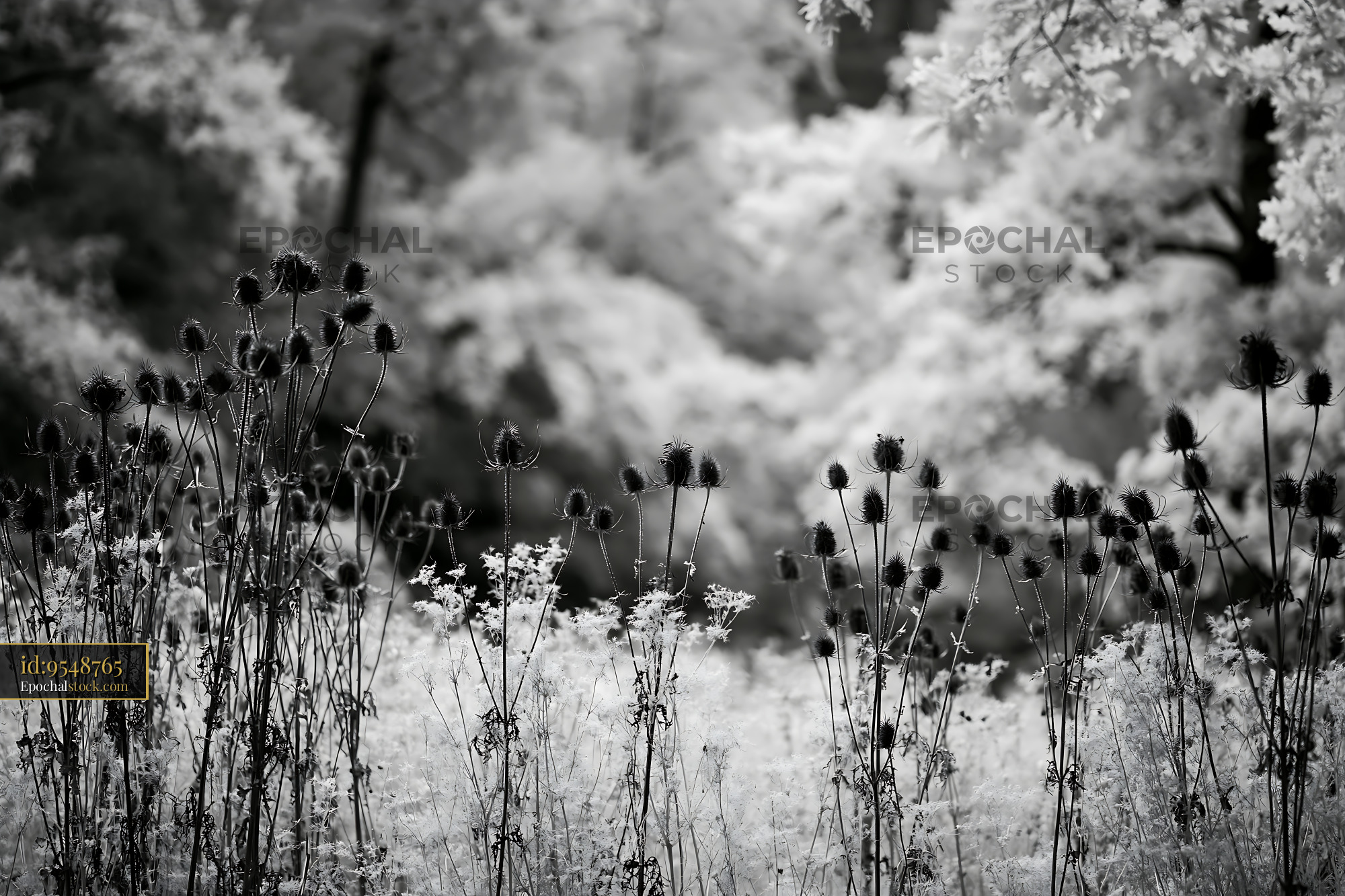 Watermarked full-resolution preview of Black and white scene showing wildflowers and grass