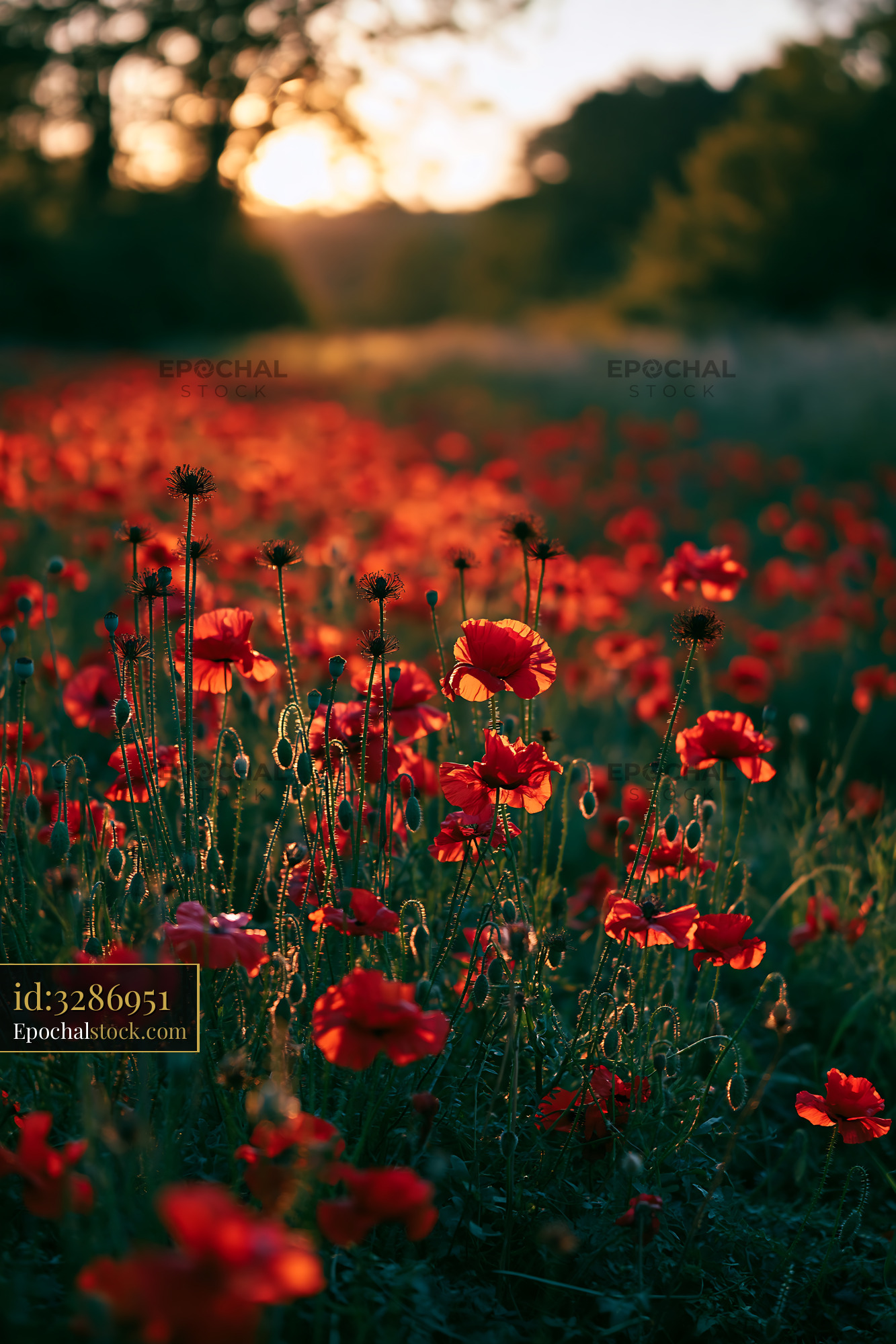 Watermarked full-resolution preview of Red flowers in a field at sunset