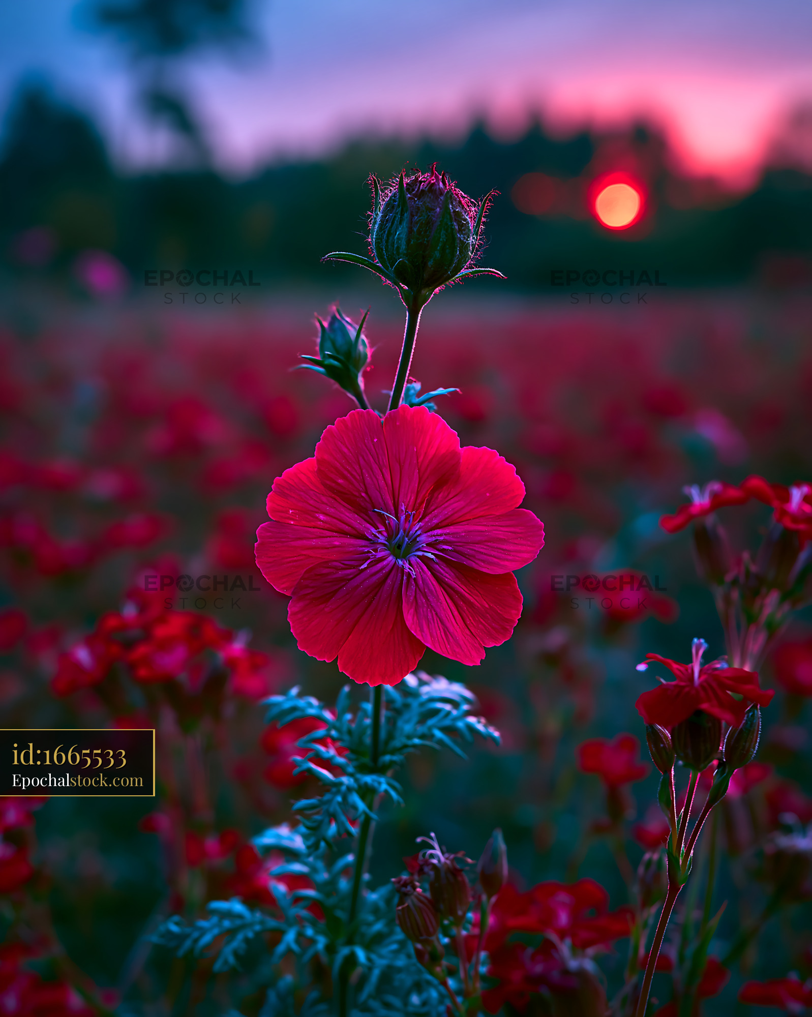 Watermarked full-resolution preview of Bright red flower in a blooming field at sunset