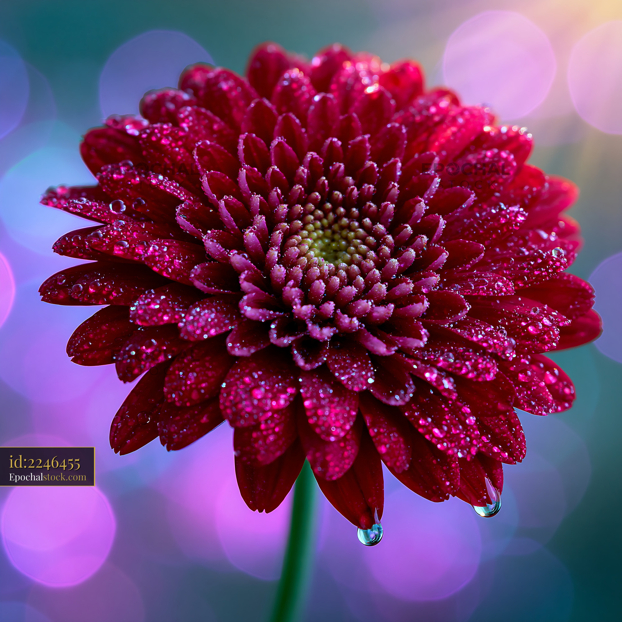 Red Flower With Water Droplets on Petals Against Colorful Background - stock photo
