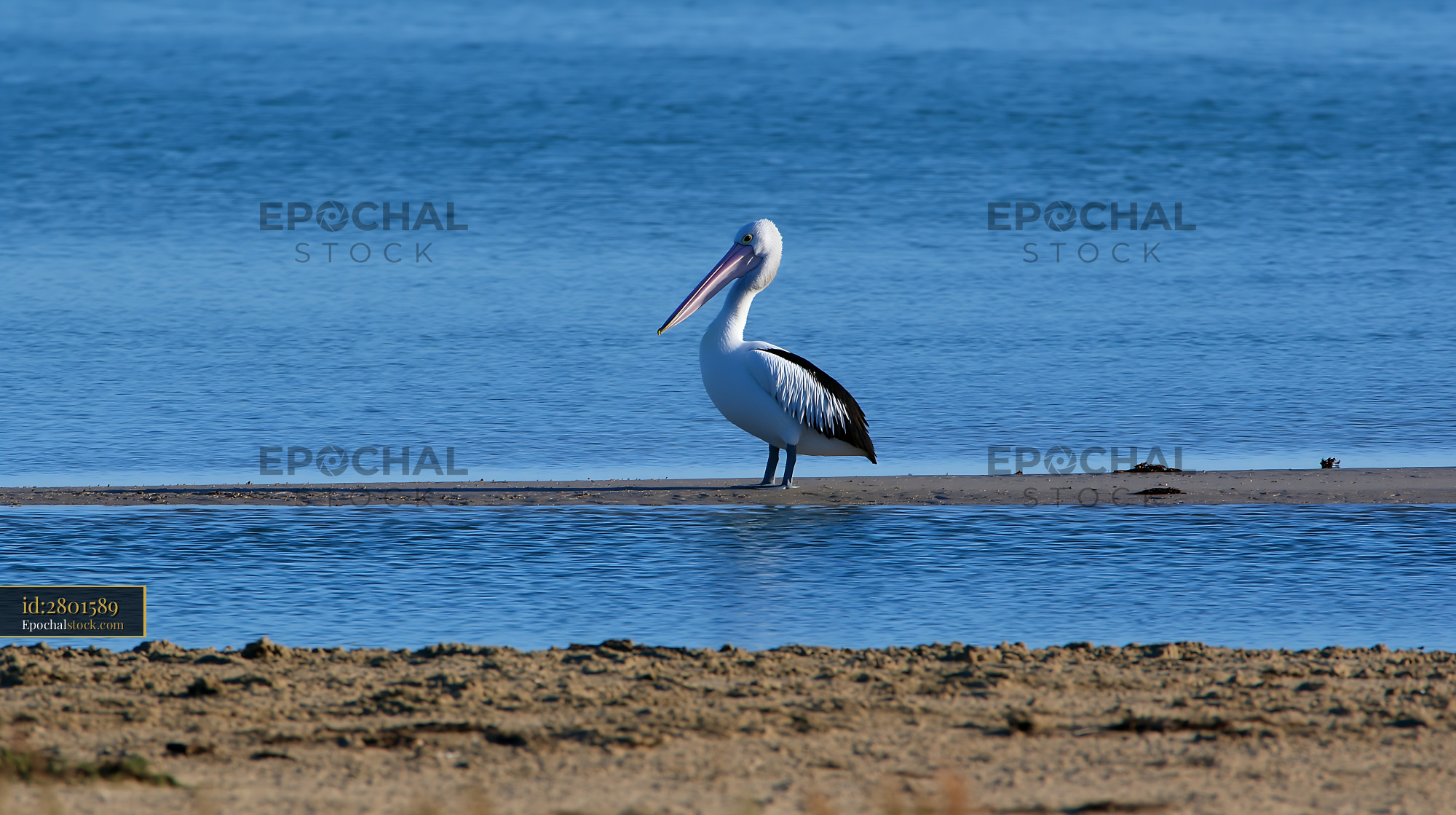 Watermarked full-resolution preview of Pelican on a coastal lagoon sandbar