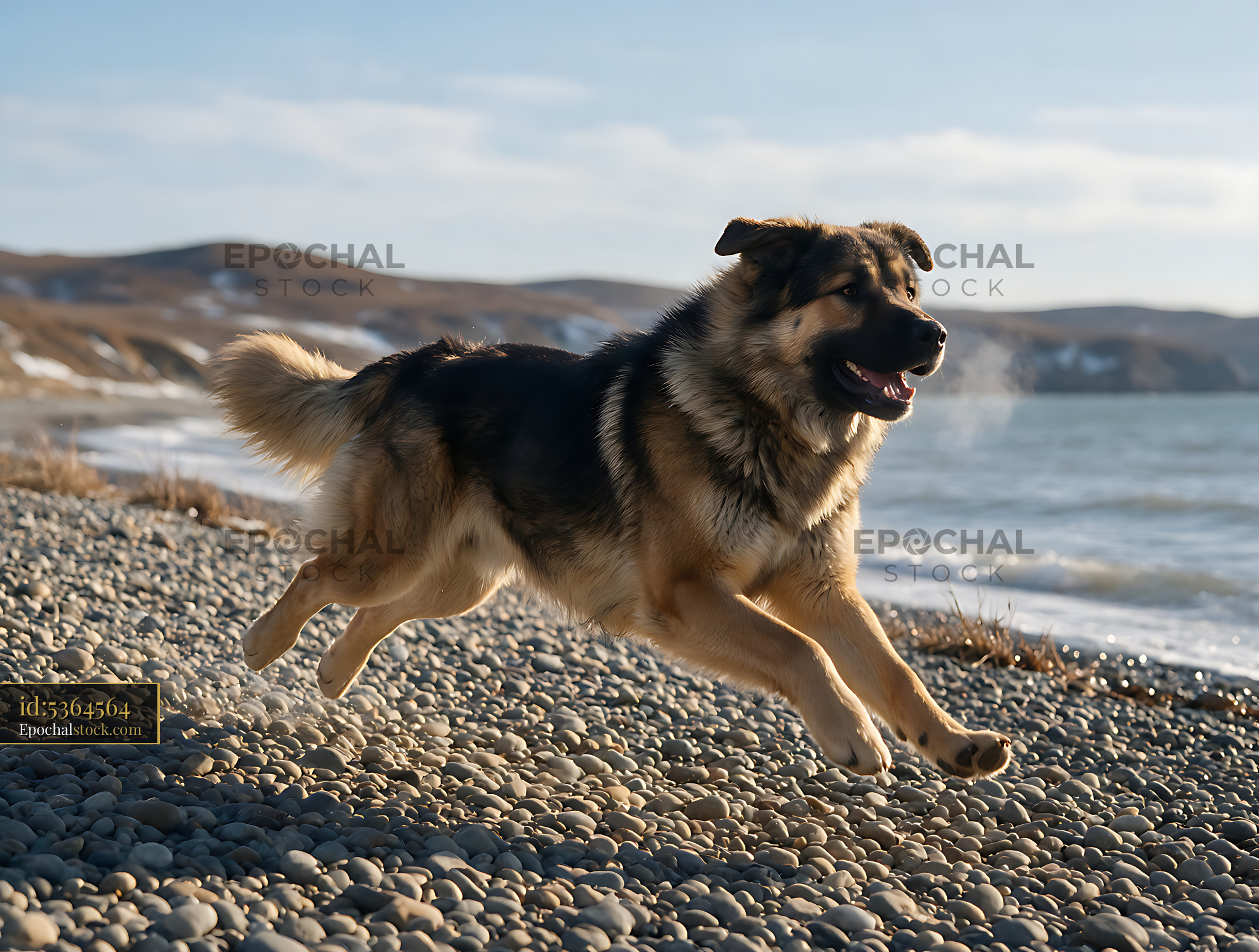 Watermarked full-resolution preview of Happy long-haired dog running on a pebble beach