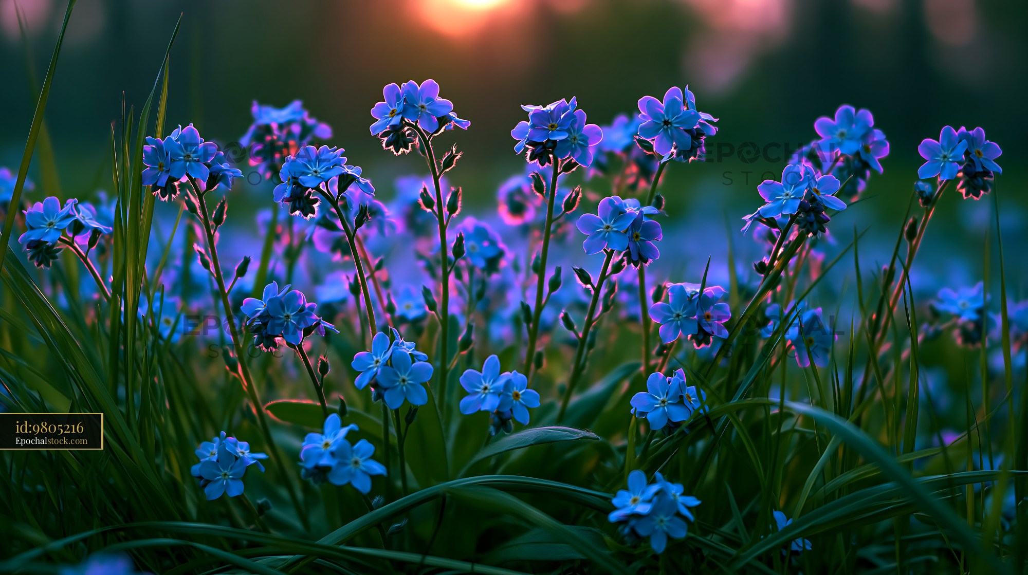 Watermarked full-resolution preview of Blue flowers in a field at sunset