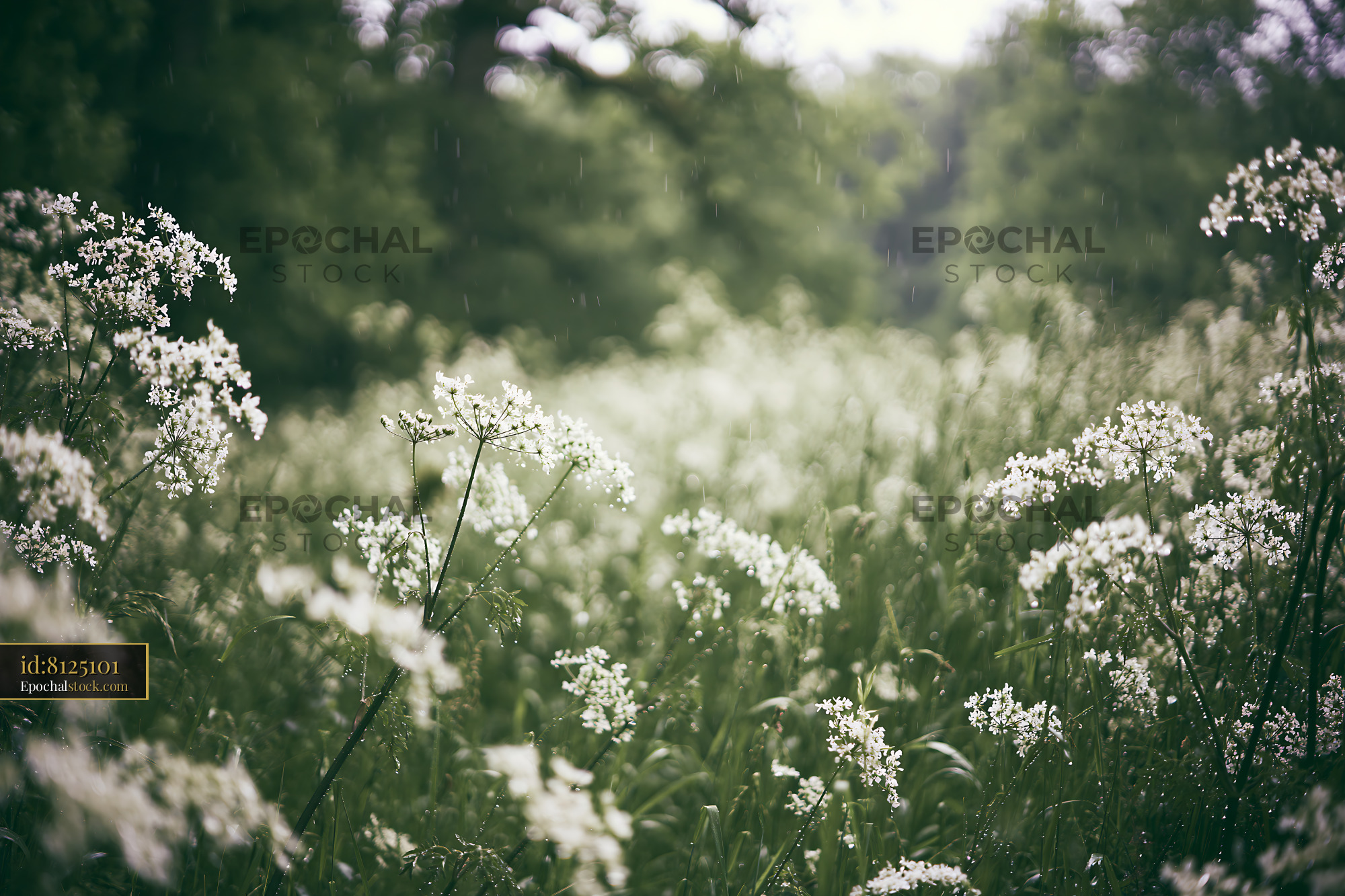 Watermarked full-resolution preview of Wildflowers blooming in a wet meadow during spring