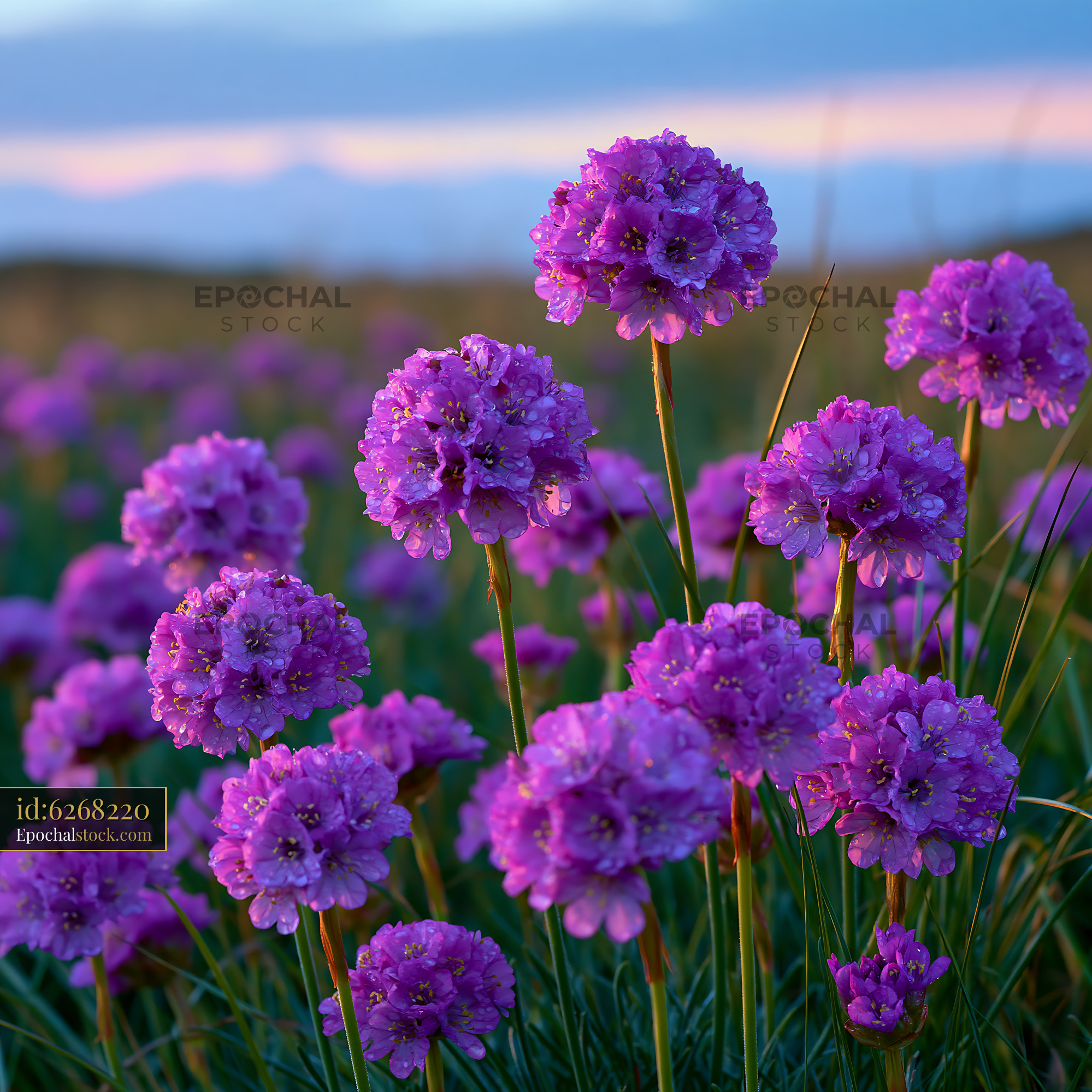 Watermarked full-resolution preview of Purple flowers bloom in a field during sunset