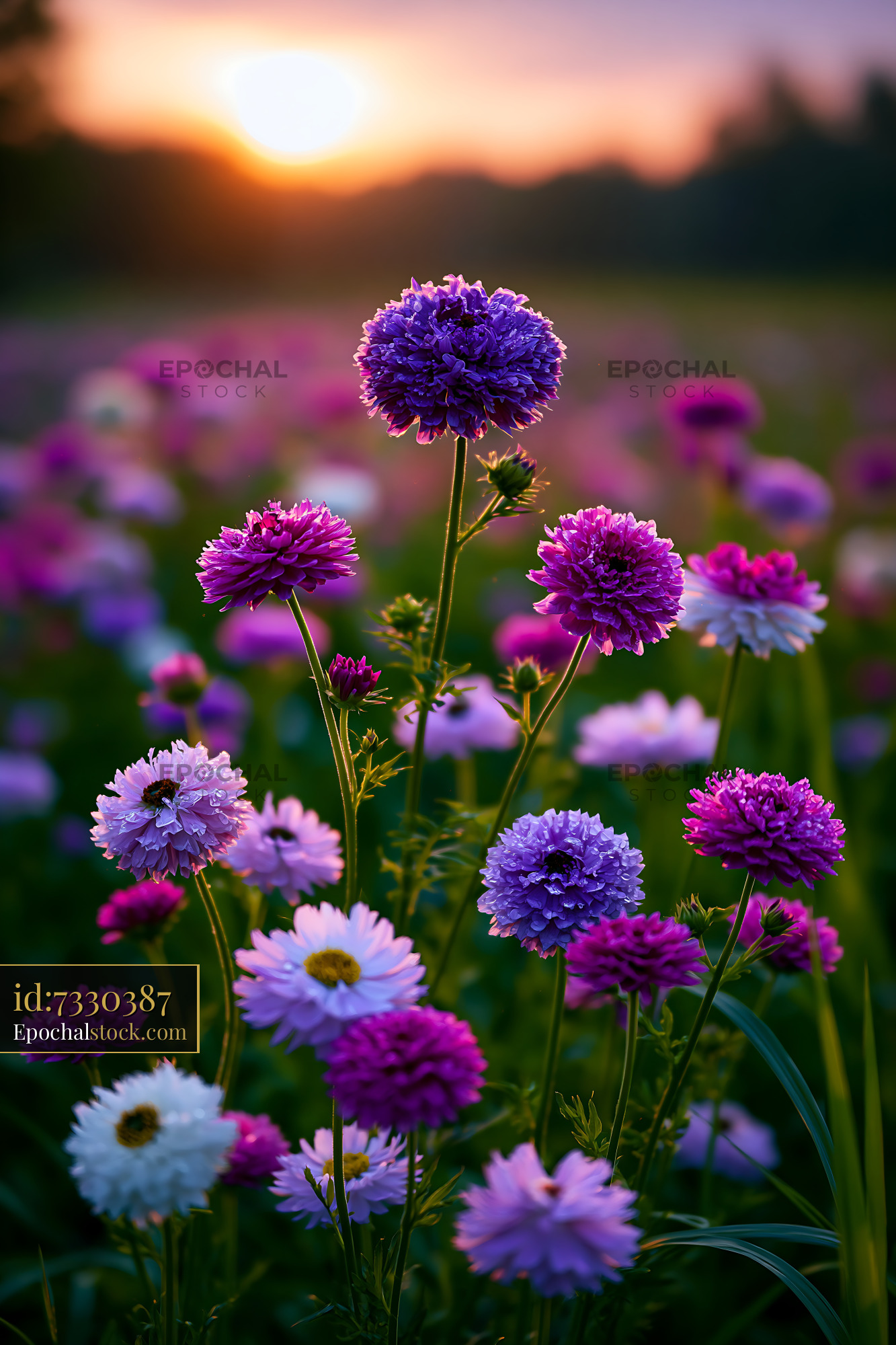 Watermarked full-resolution preview of Colorful flowers blooming at sunset in a field