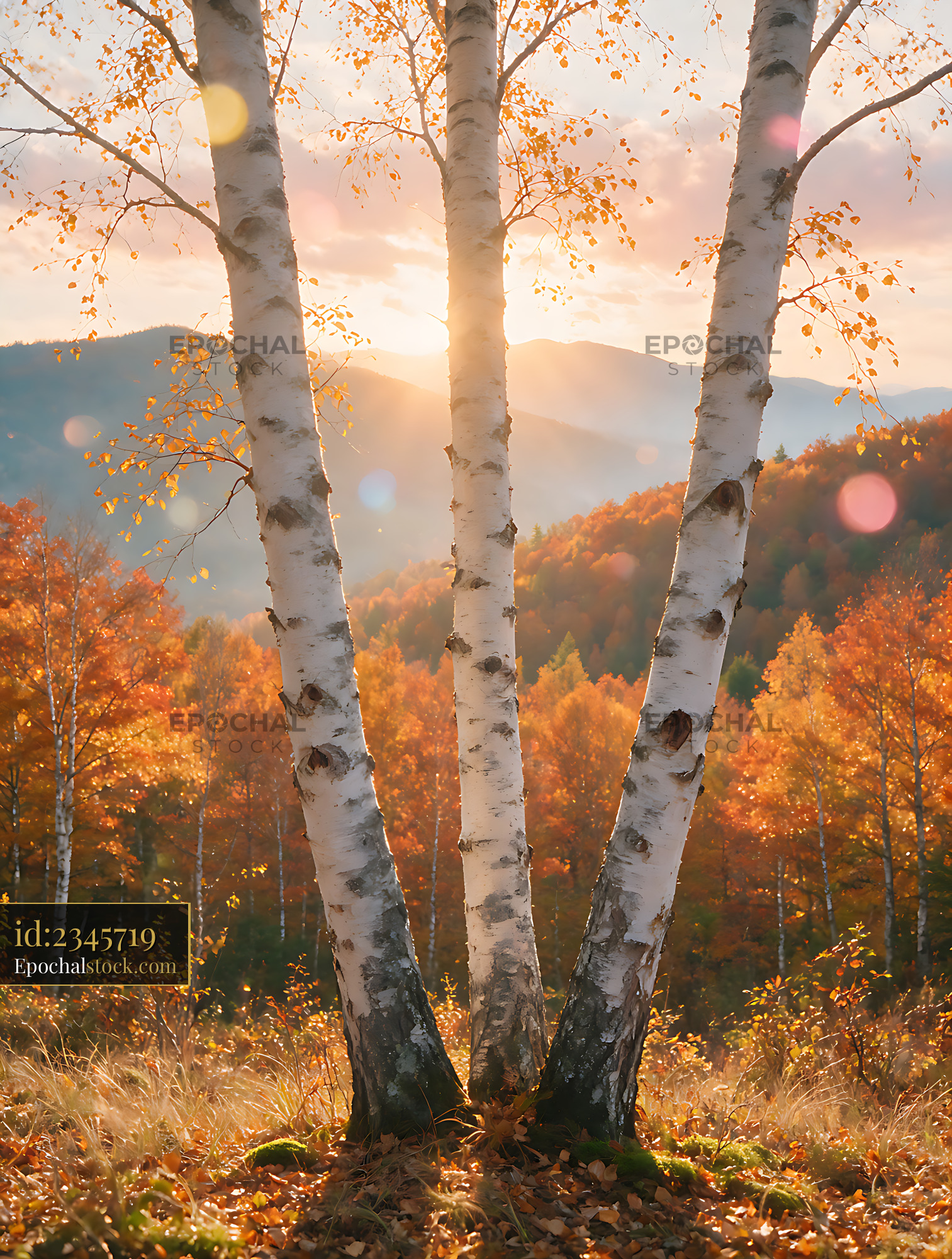 Watermarked full-resolution preview of Autumn birch trees framing distant mountains