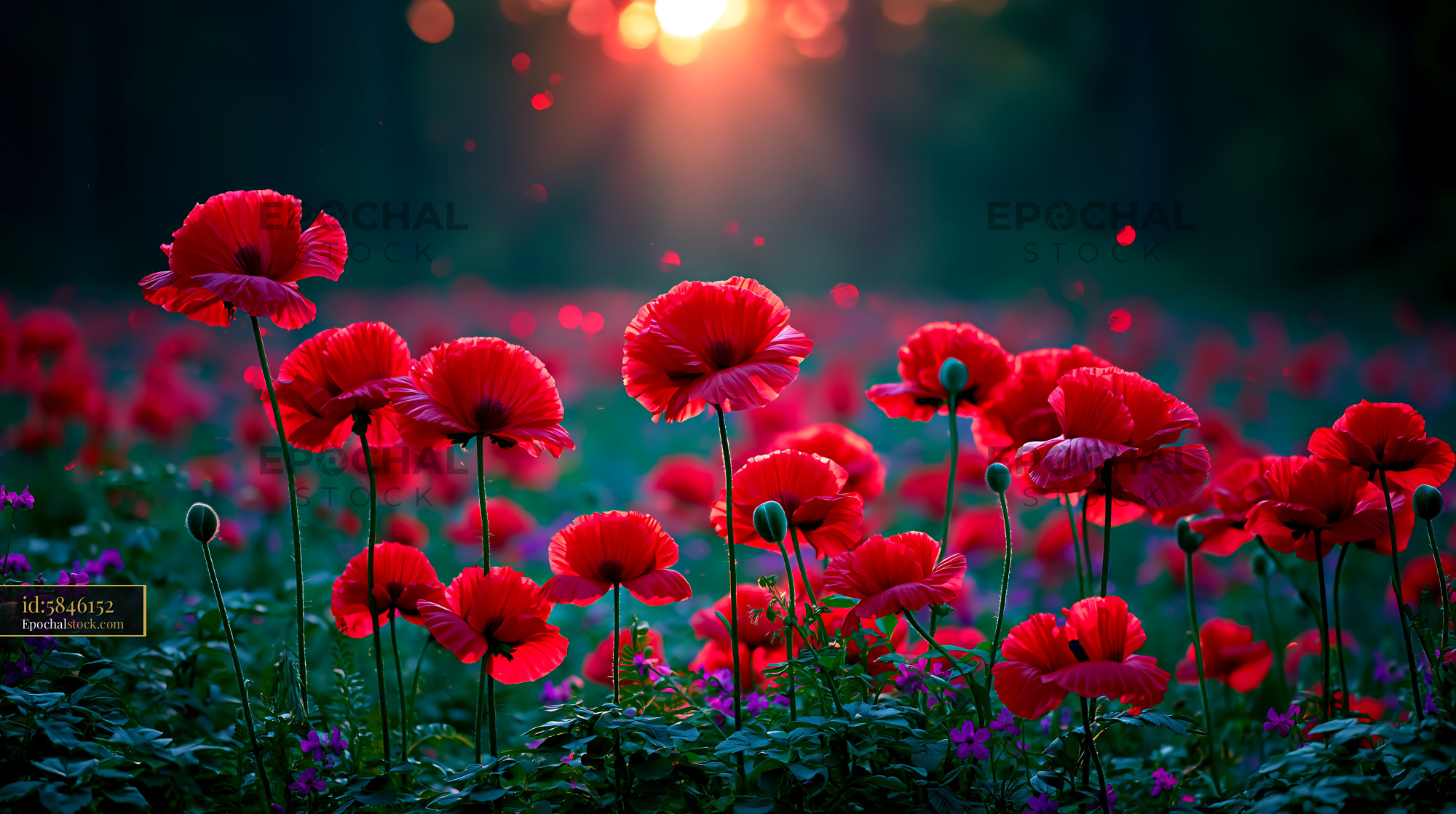 Watermarked full-resolution preview of Red poppy flowers bloom under a sunset sky
