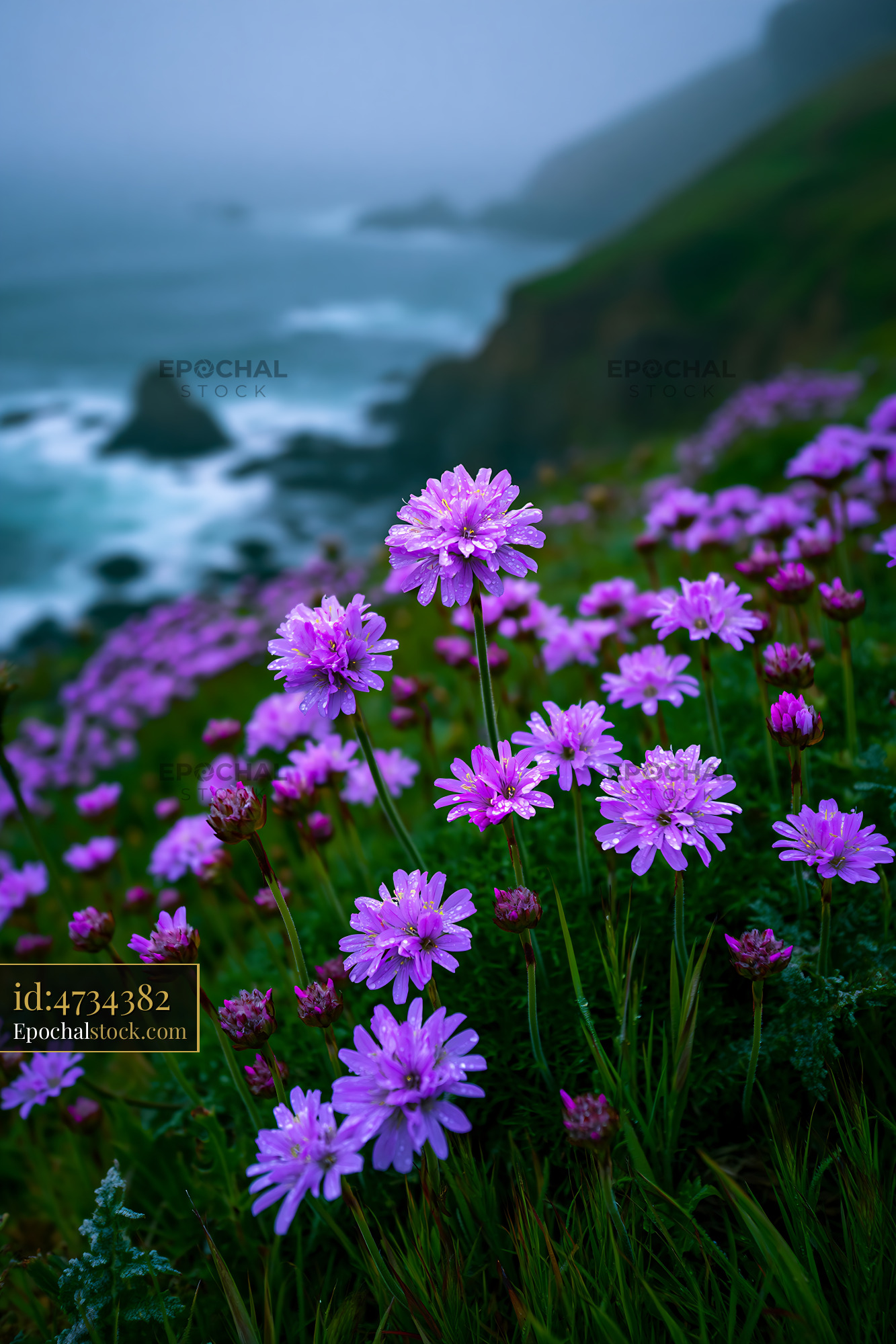 Flowers Bloom on a Hillside Near the Ocean in Foggy Weather - stock photo