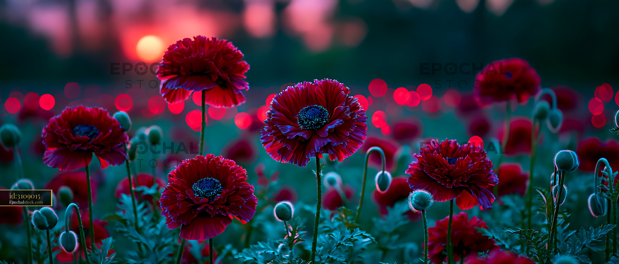 Poppies Bloom in the Field During Sunset With Vibrant Colors - stock photo