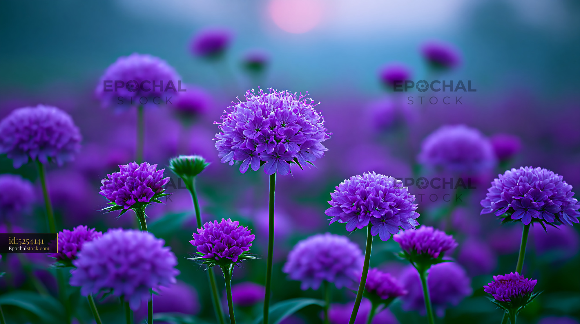 Watermarked full-resolution preview of Purple flowers in a field during sunset