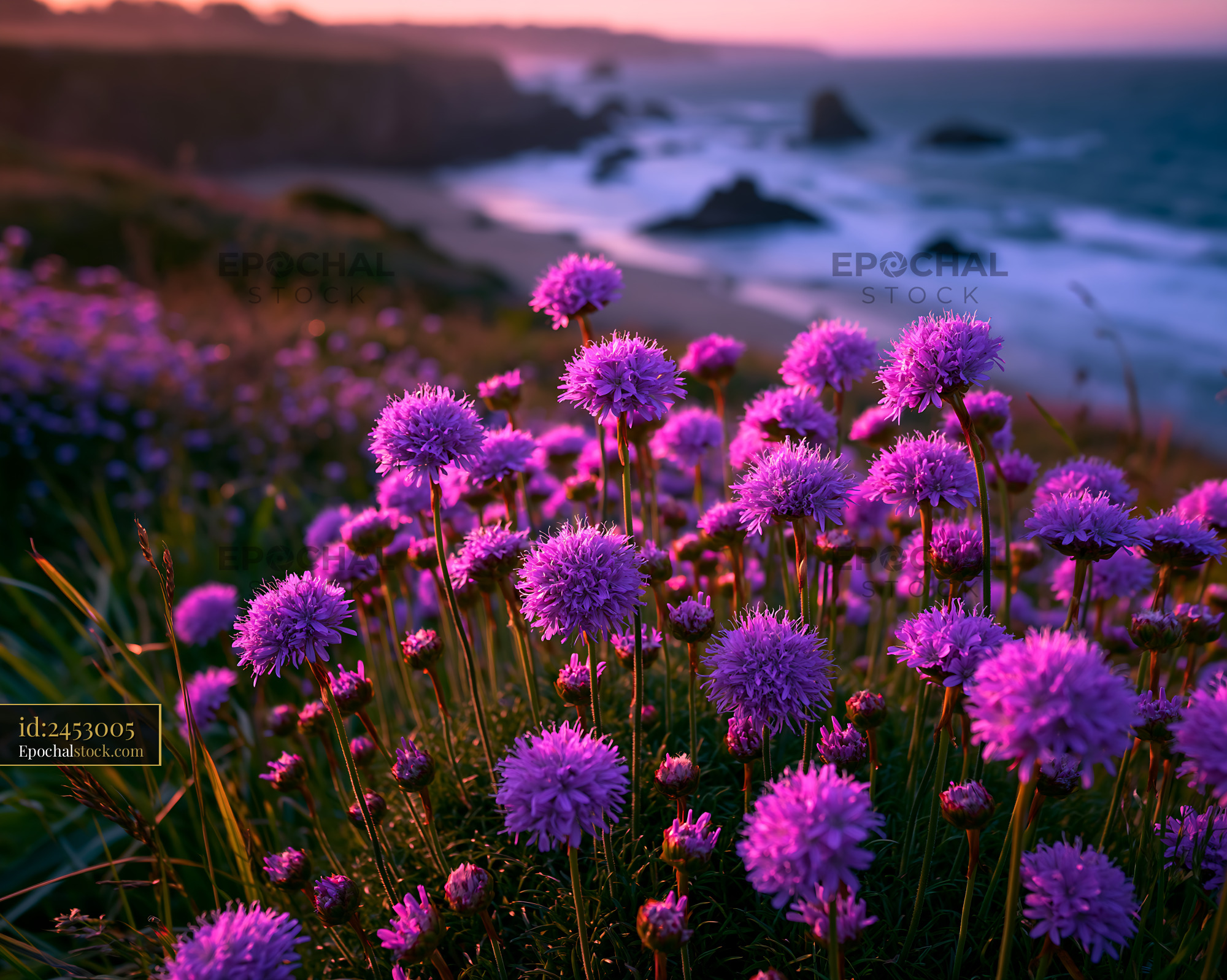 Watermarked full-resolution preview of Purple flowers on cliffside overlooking the ocean at sunset