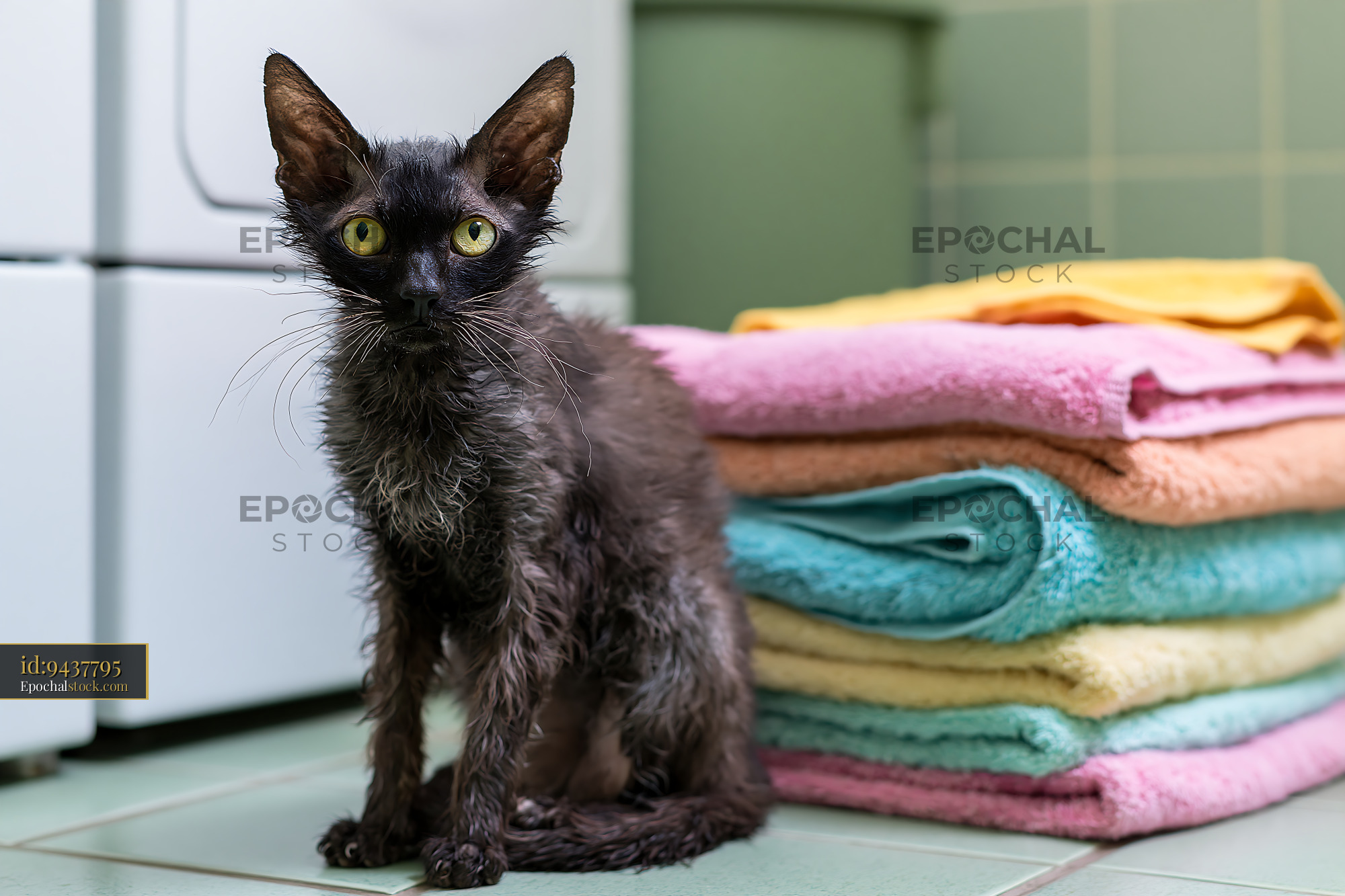 Lykoi cat portrait beside colorful folded towels - stock photo