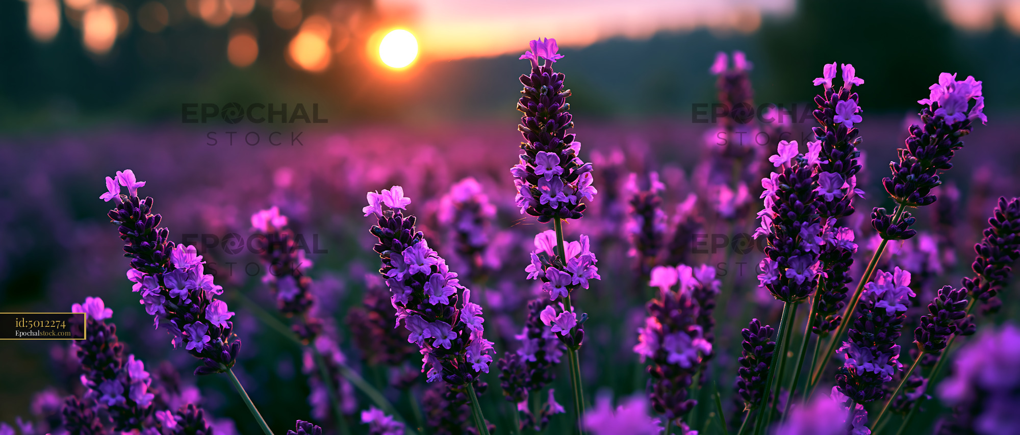 Lavender Field Blooms at Sunset With Vibrant Colors and Light - stock photo