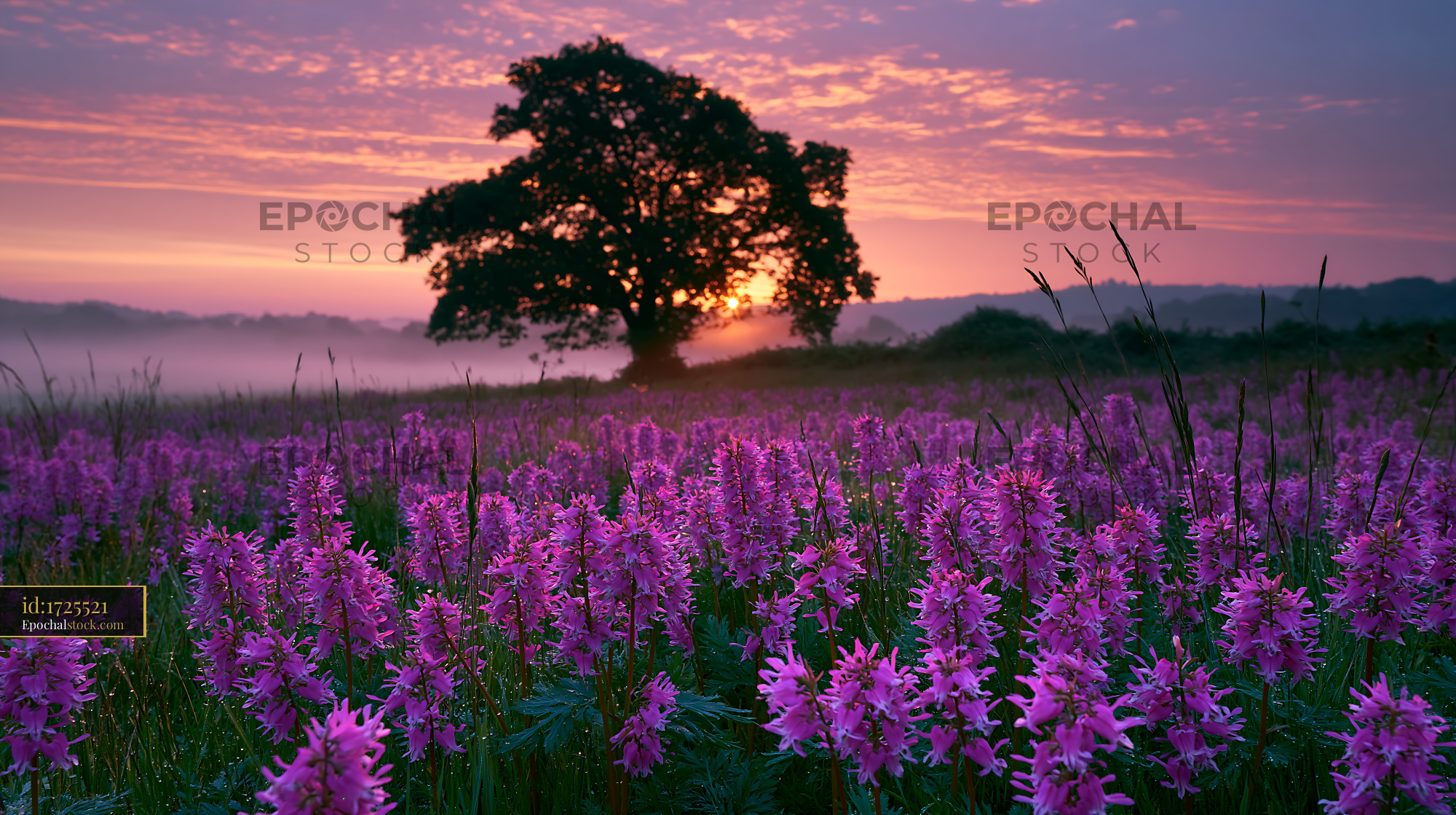 Watermarked full-resolution preview of Sunrise over field of purple flowers with a tree in background