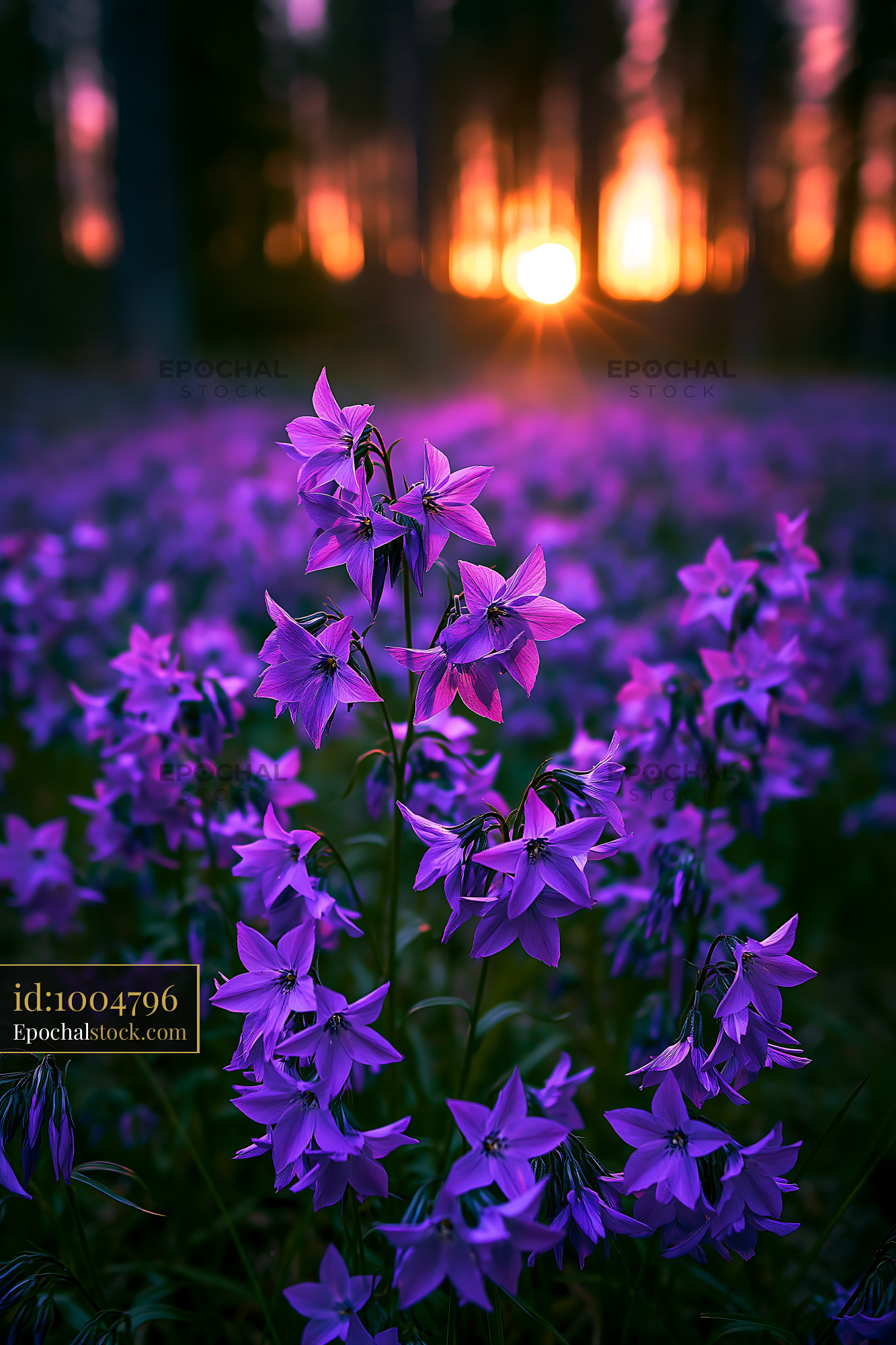 Watermarked full-resolution preview of Purple flowers bloom at sunset in the forest