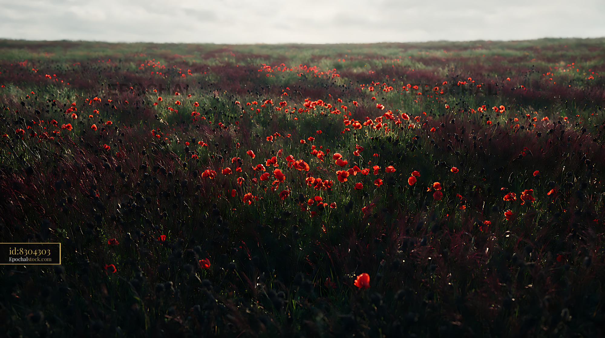 Poppy Flowers in a Field During the Day - stock photo