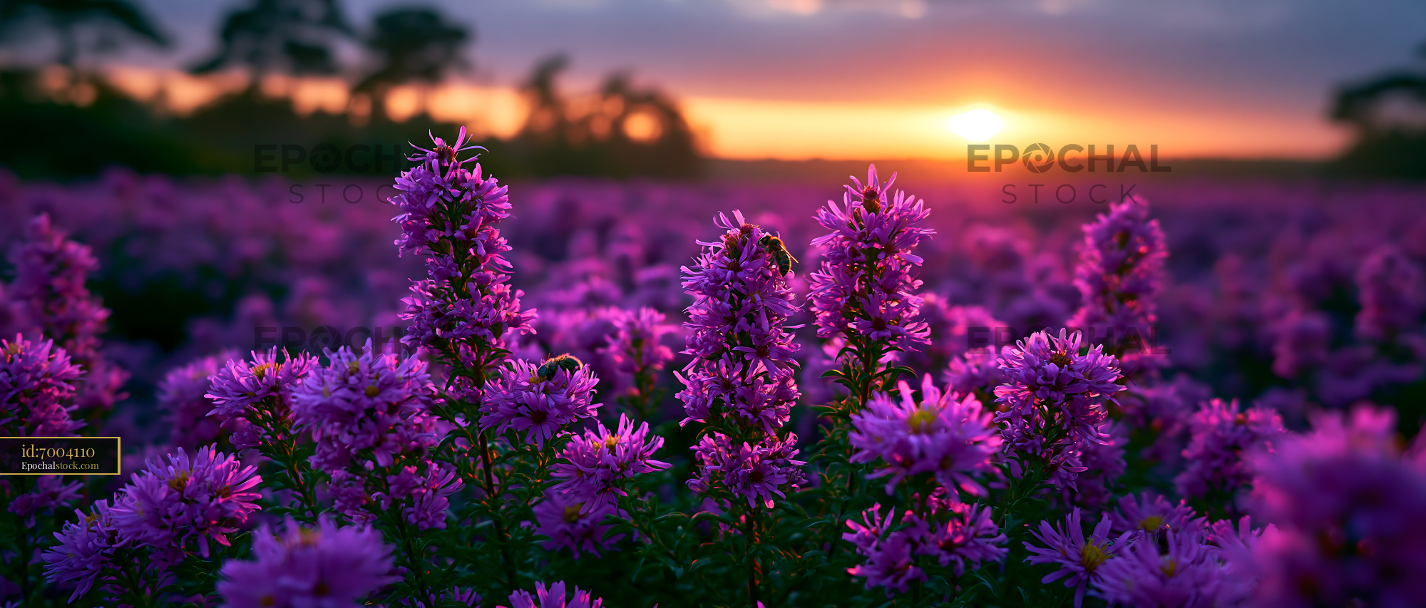 Watermarked full-resolution preview of Vibrant purple flowers in a field during sunset