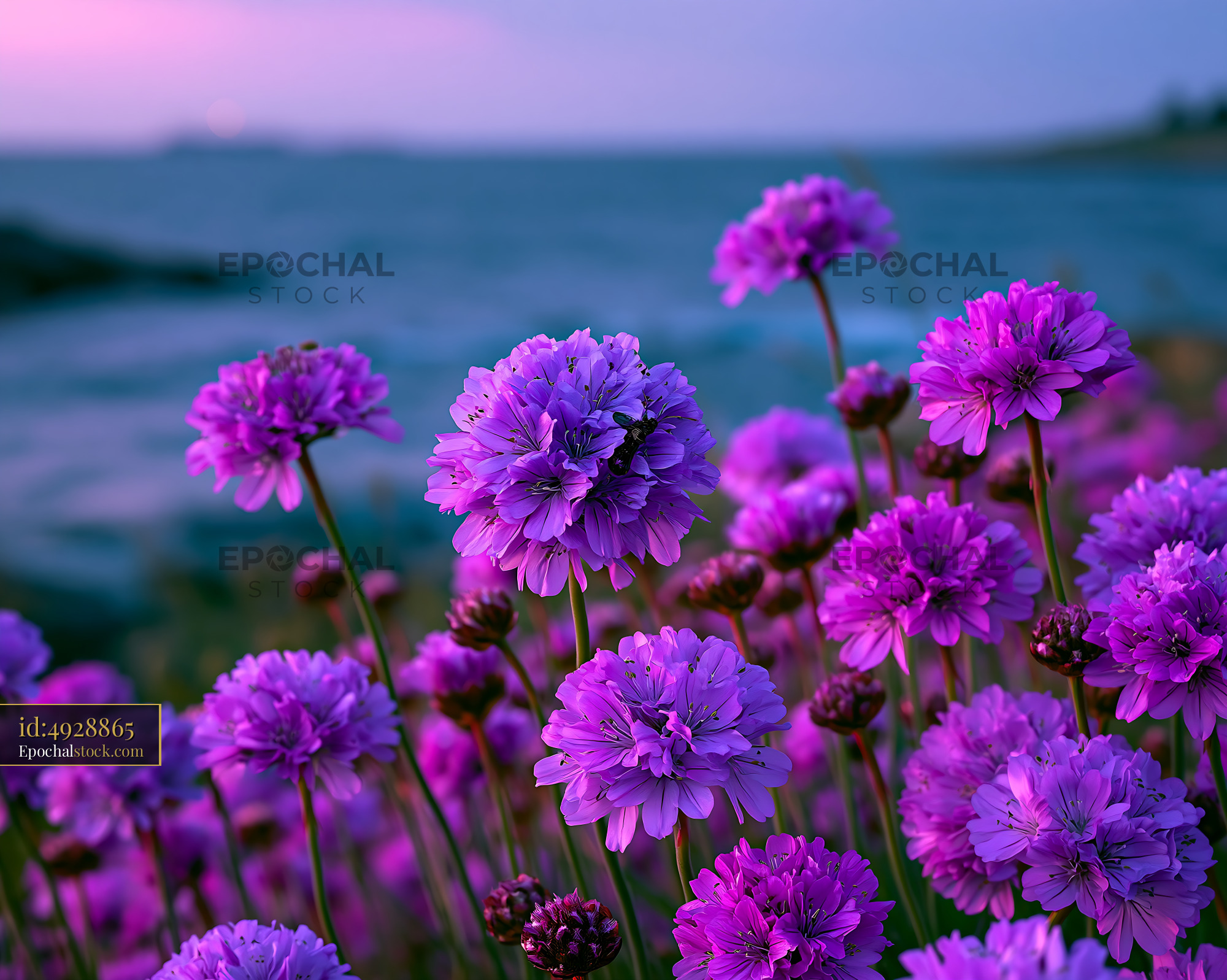 Watermarked full-resolution preview of Purple flowers by the sea during sunset