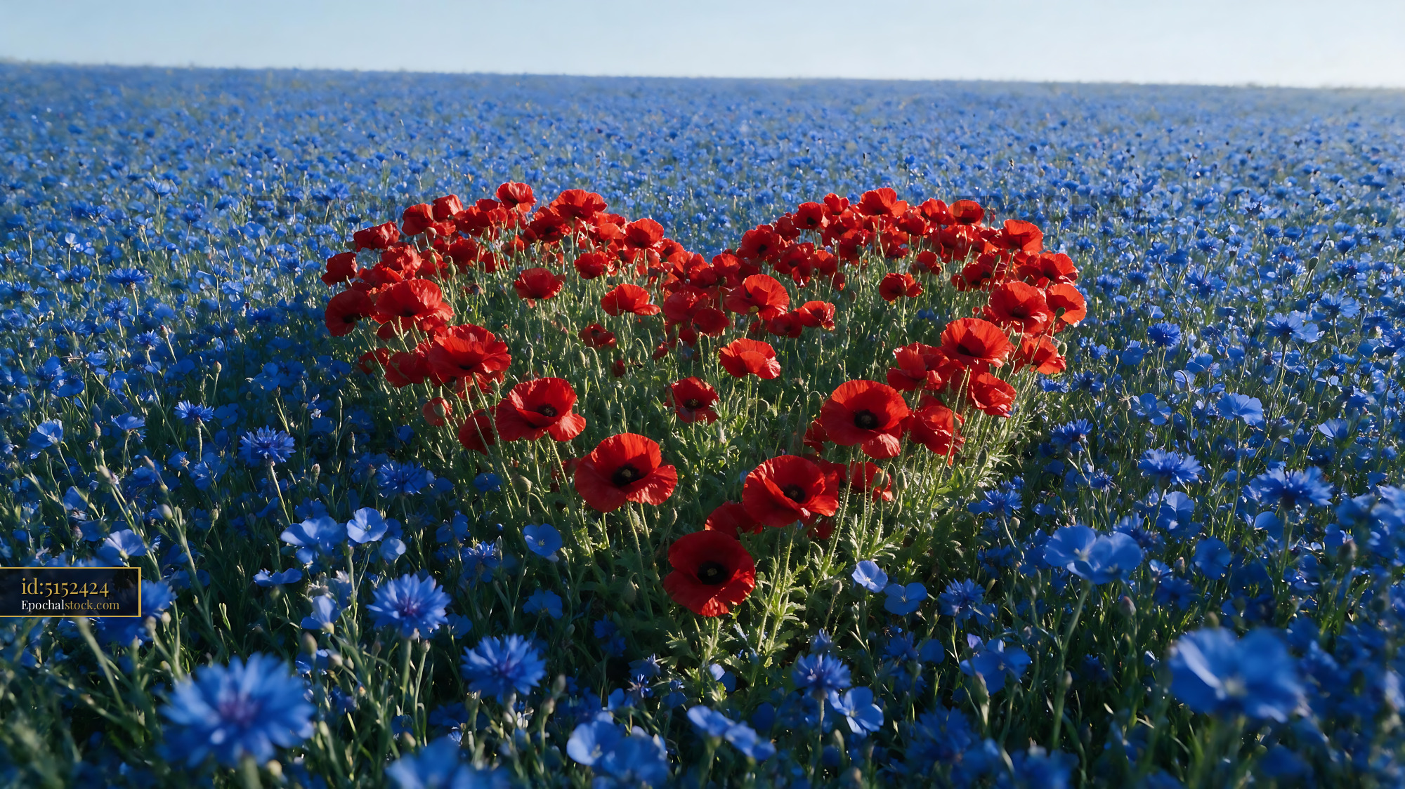 Watermarked full-resolution preview of Red poppies and blue flowers form heart shape in a field