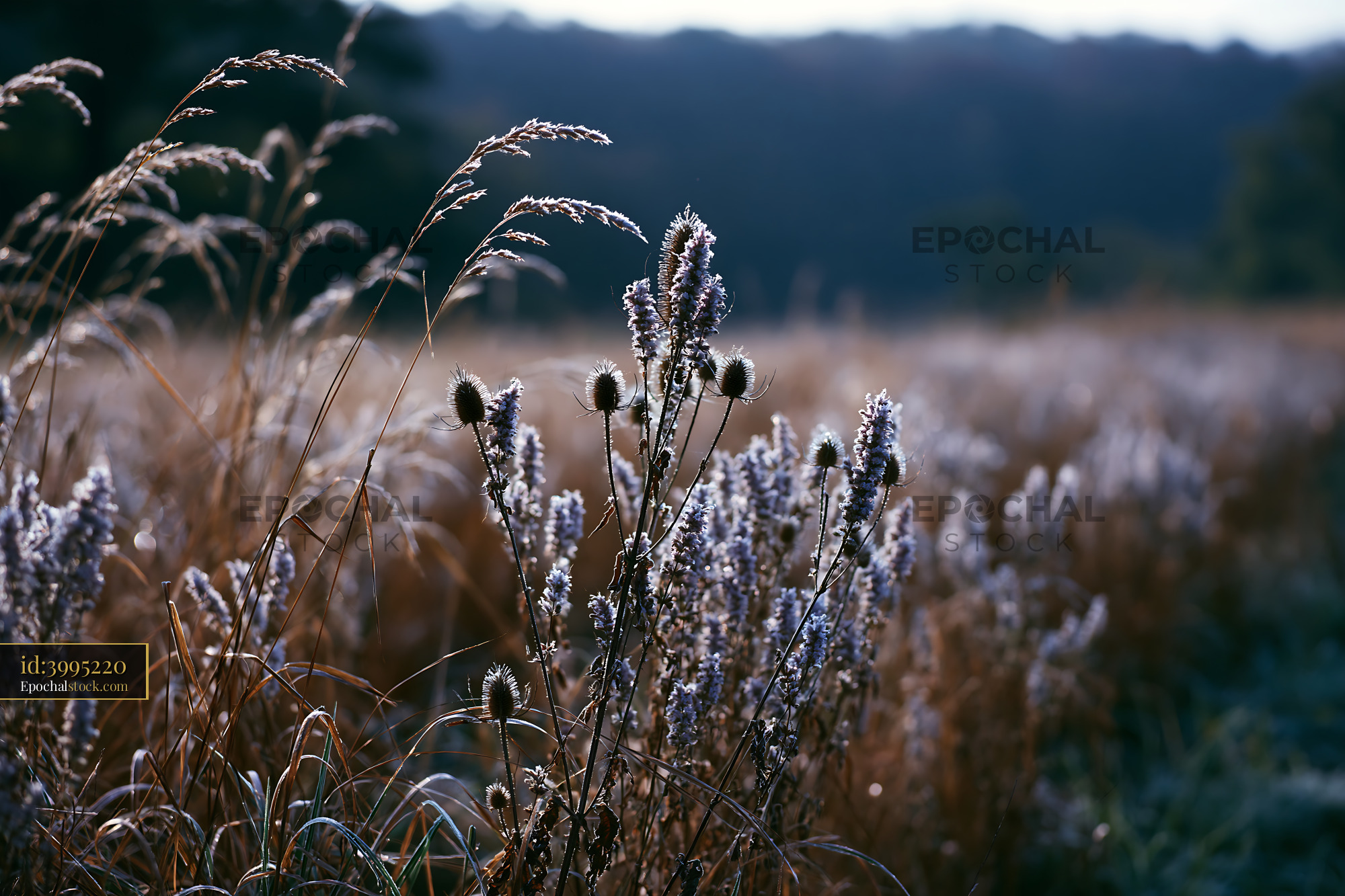Meadow Sage in Morning Light, Wildflower Field in Summer - stock photo