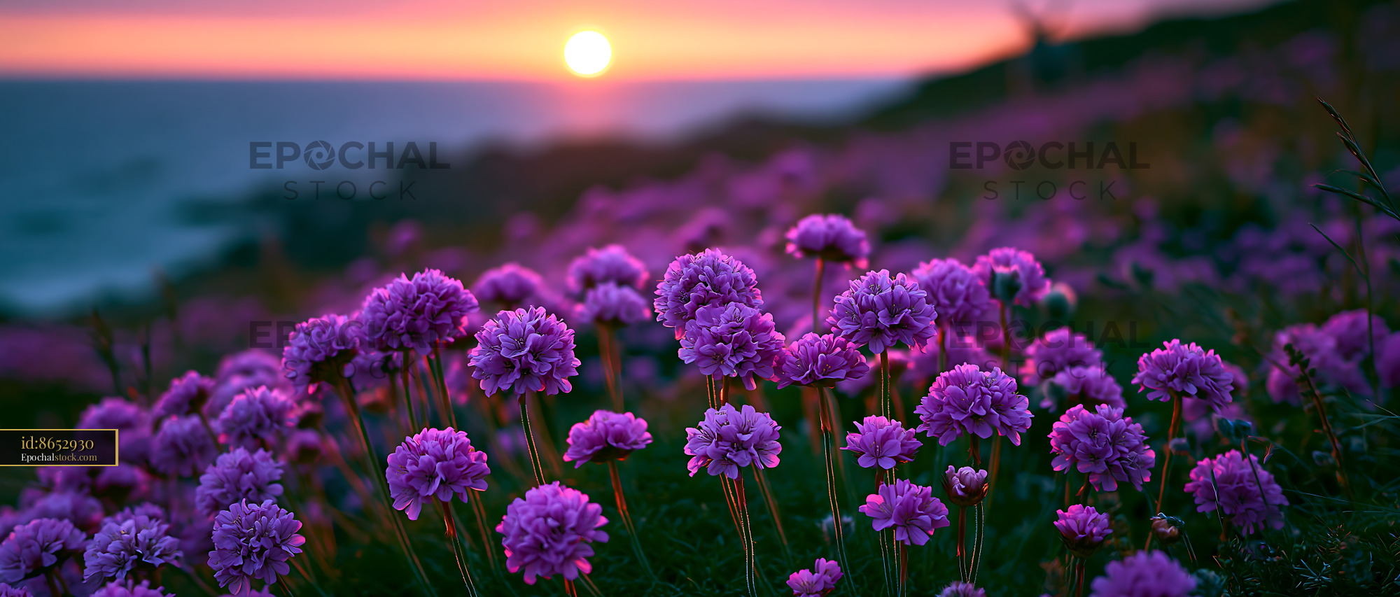 Watermarked full-resolution preview of Sunset over purple flowers by the sea