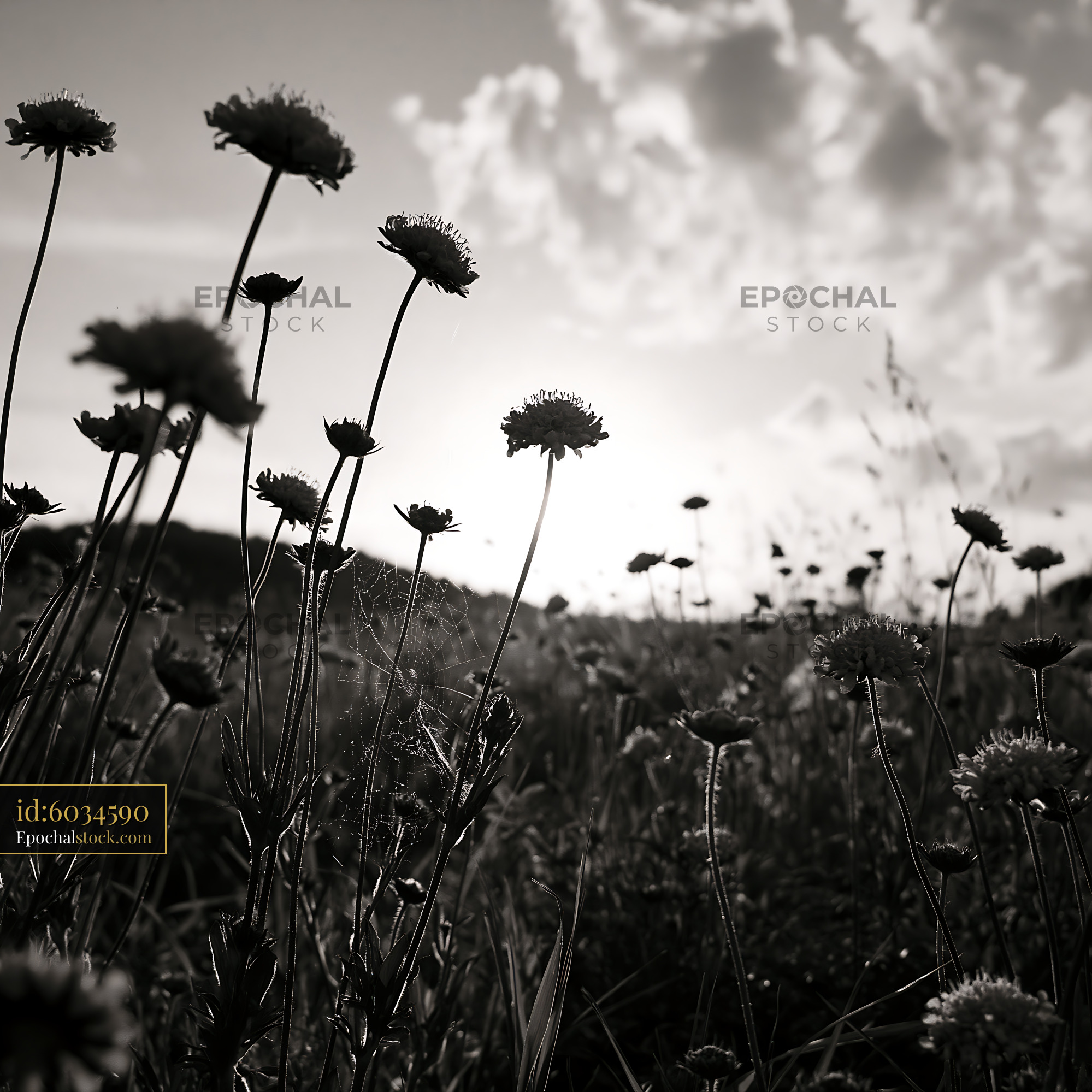 Scabious Wildflowers at Sunset in a Meadow Setting - stock photo