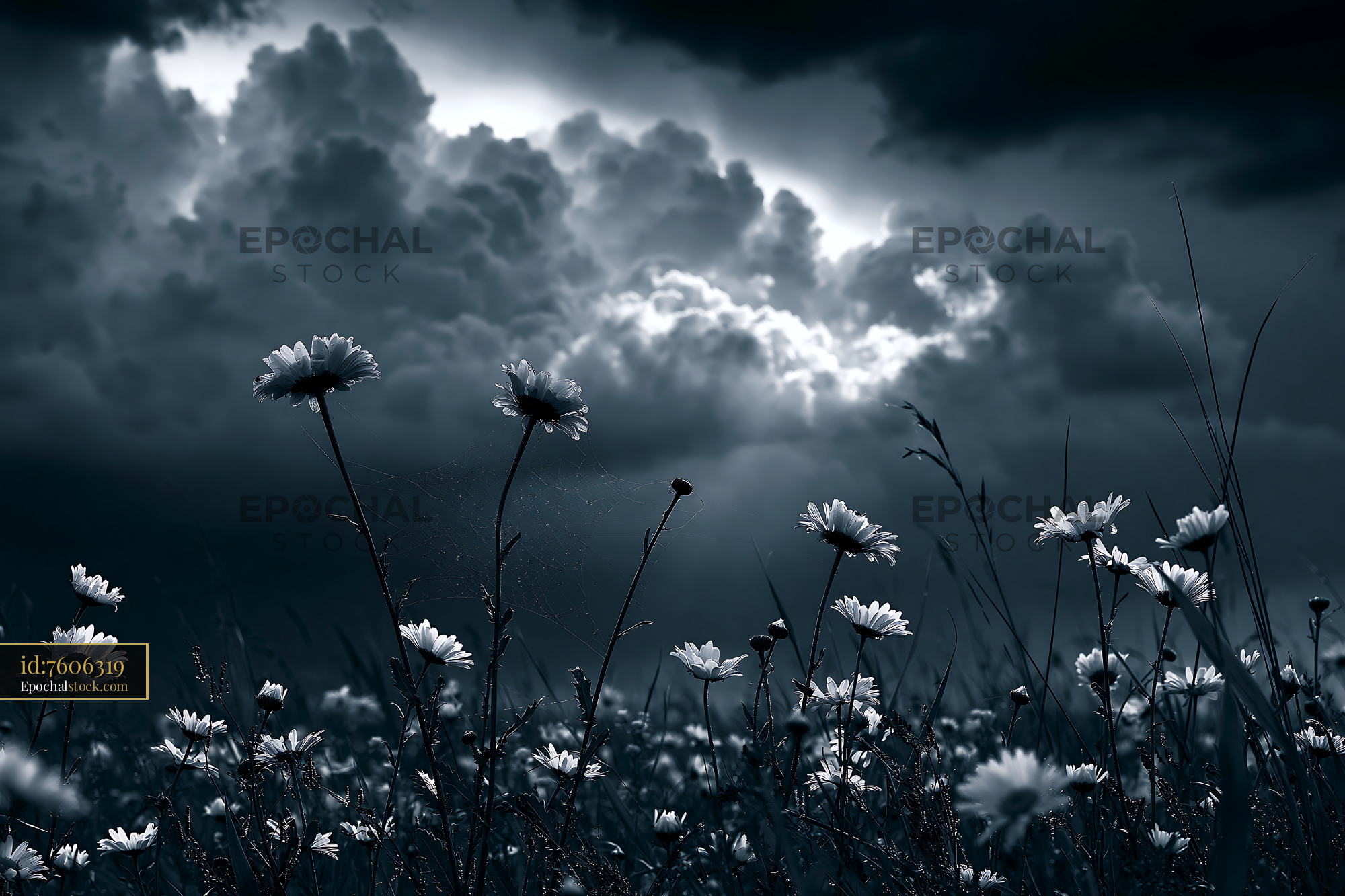 Daisy Wildflowers Blooming Under Cloudy Skies - stock photo