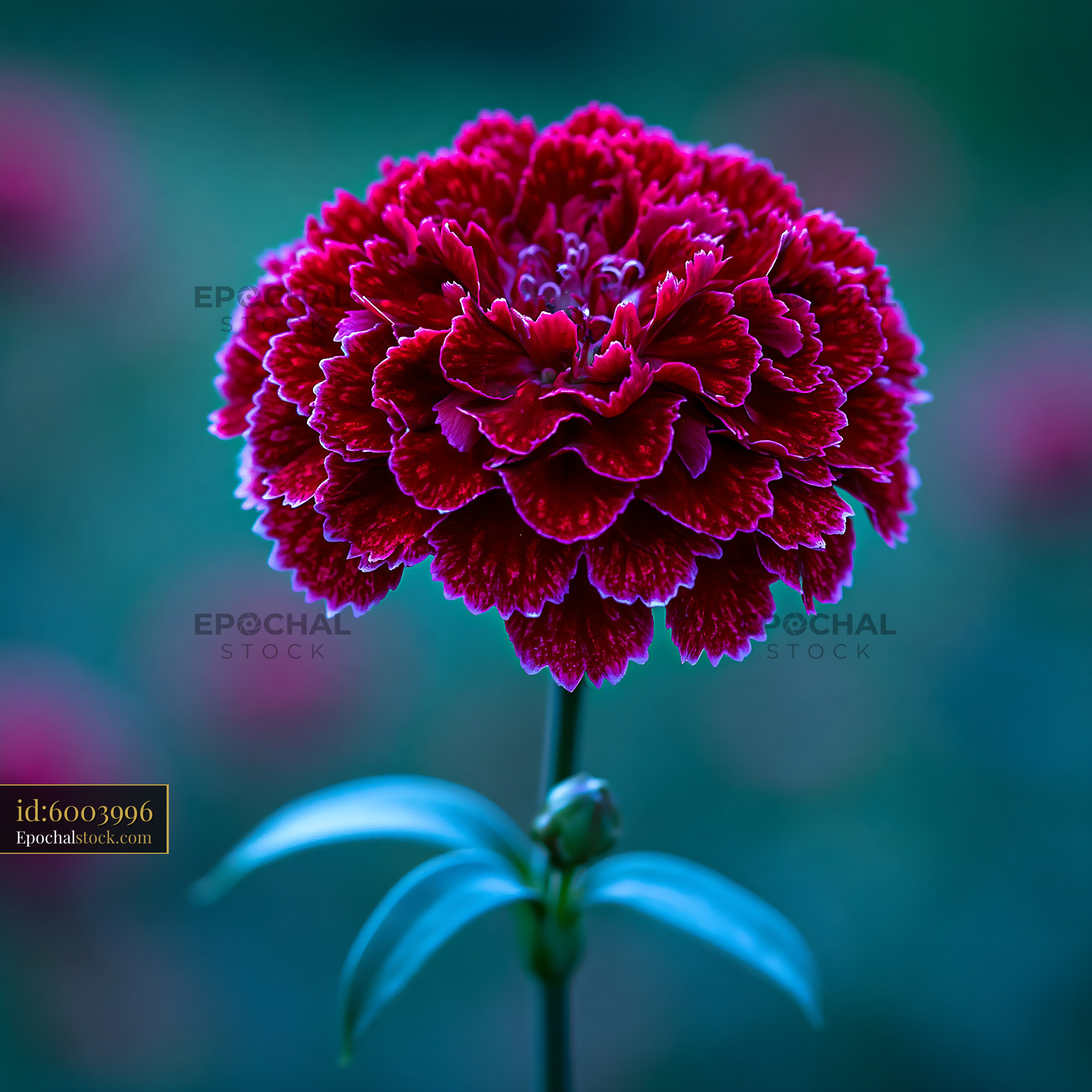 Watermarked full-resolution preview of Bright red flower in a garden setting