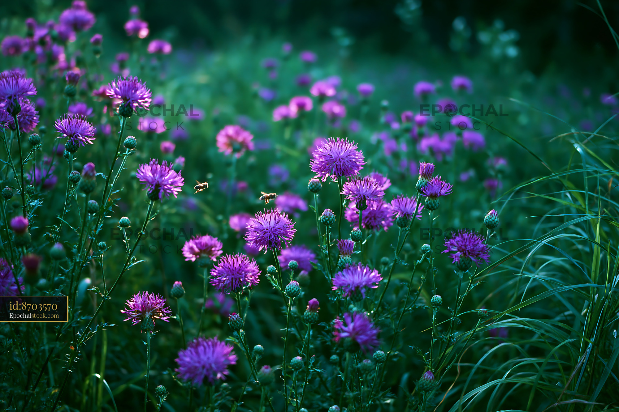 Watermarked full-resolution preview of Field of purple flowers in a green landscape