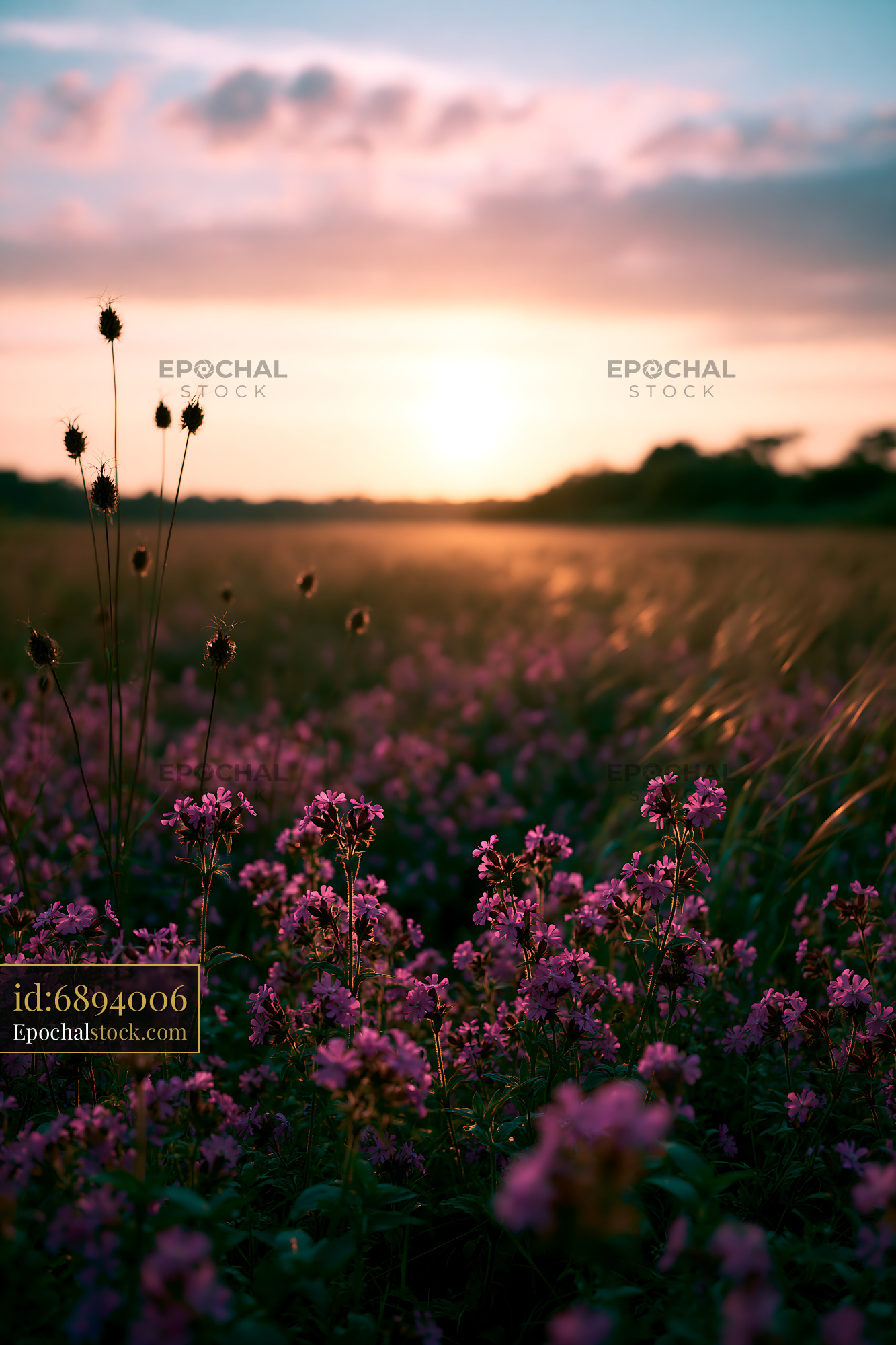 Watermarked full-resolution preview of Sunset over a field of blooming flowers