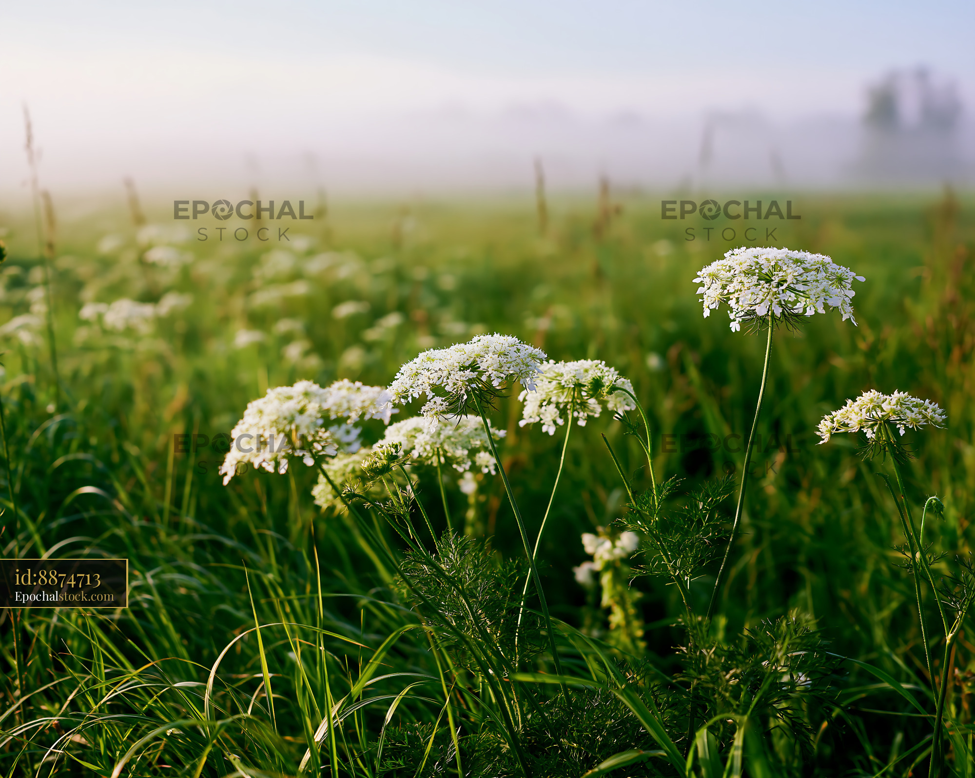 Watermarked full-resolution preview of Wildflowers in a foggy meadow at dawn