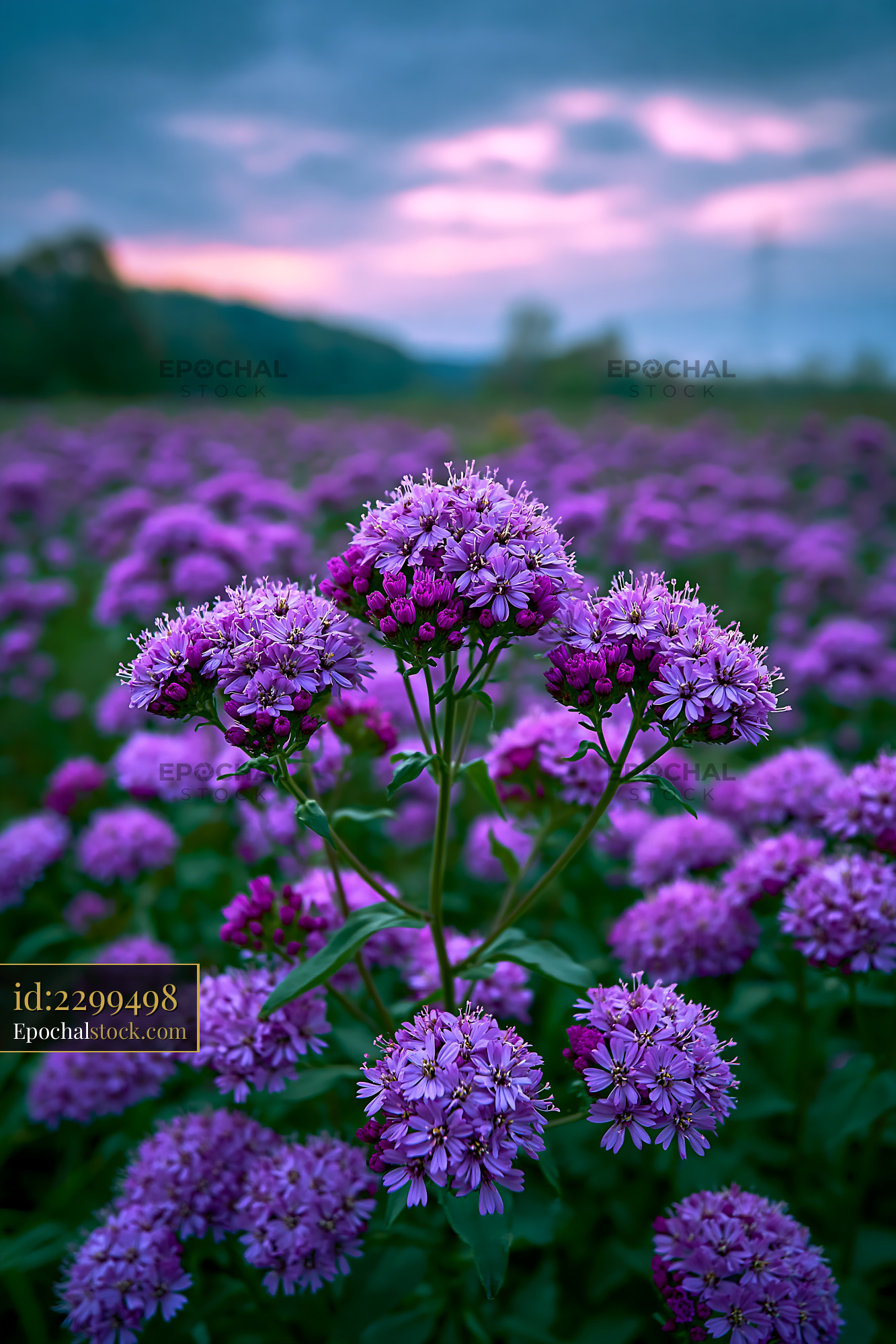 Watermarked full-resolution preview of Vibrant purple flowers in a field at sunset