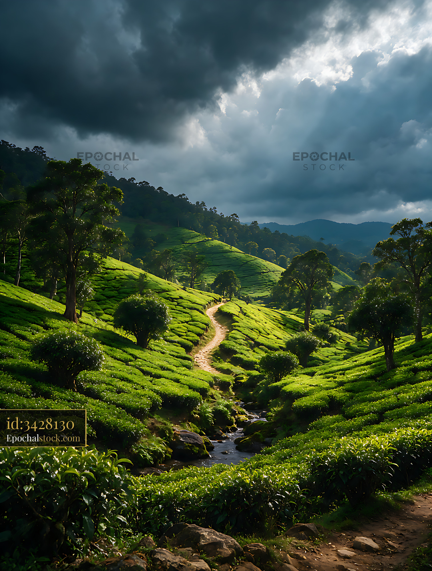 Watermarked full-resolution preview of Lush tea fields across a mountain valley with storm clouds