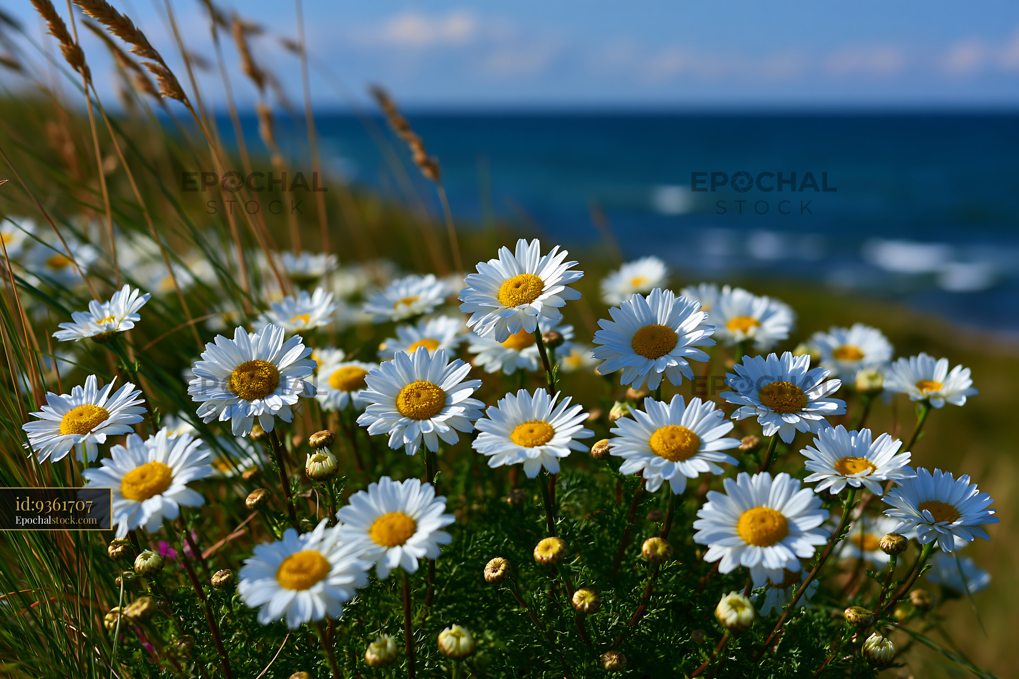 Watermarked full-resolution preview of Wildflowers on a grassy shore by the ocean under a blue sky