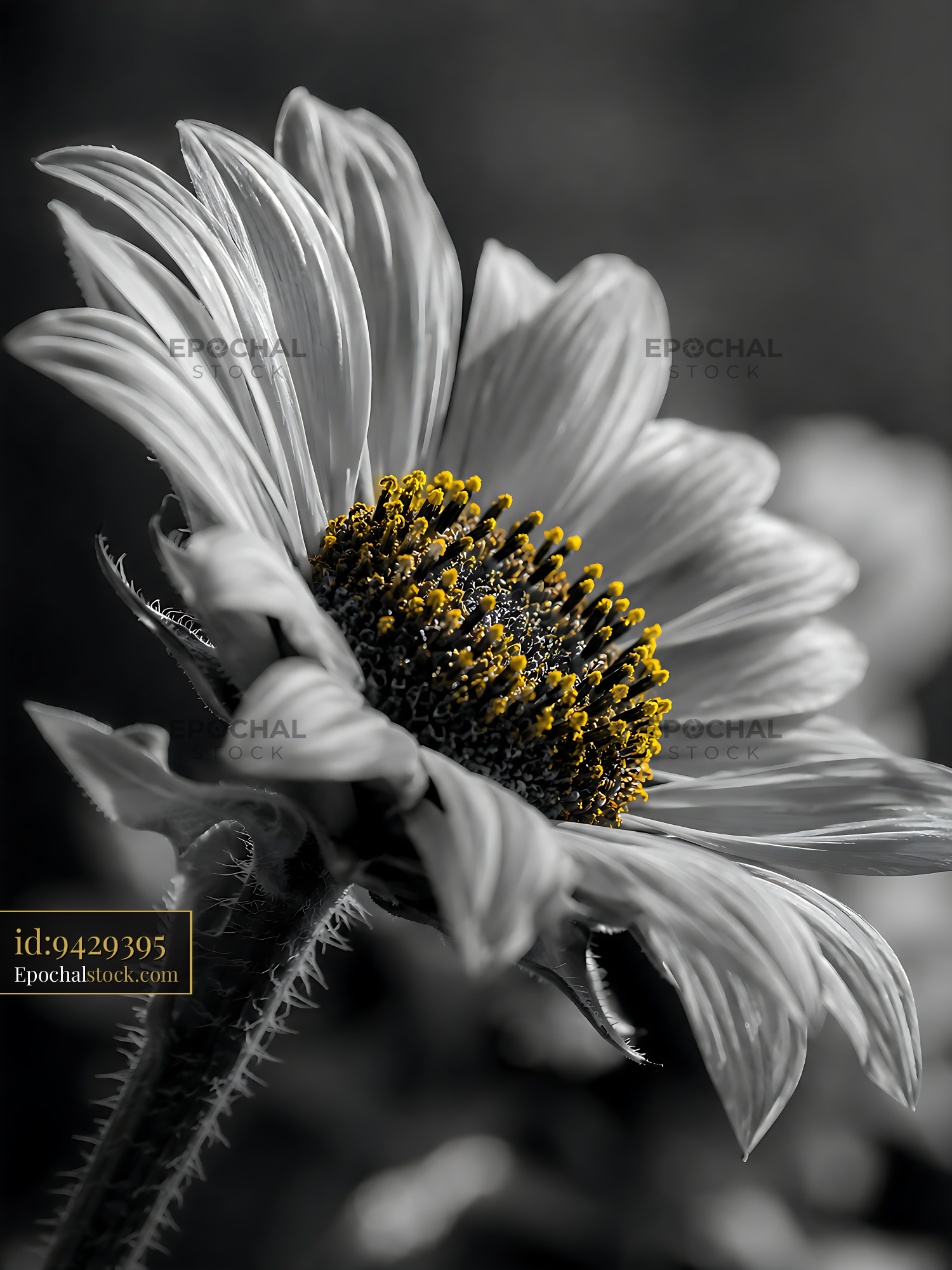 Watermarked full-resolution preview of Yellow center of a sunflower in black and white