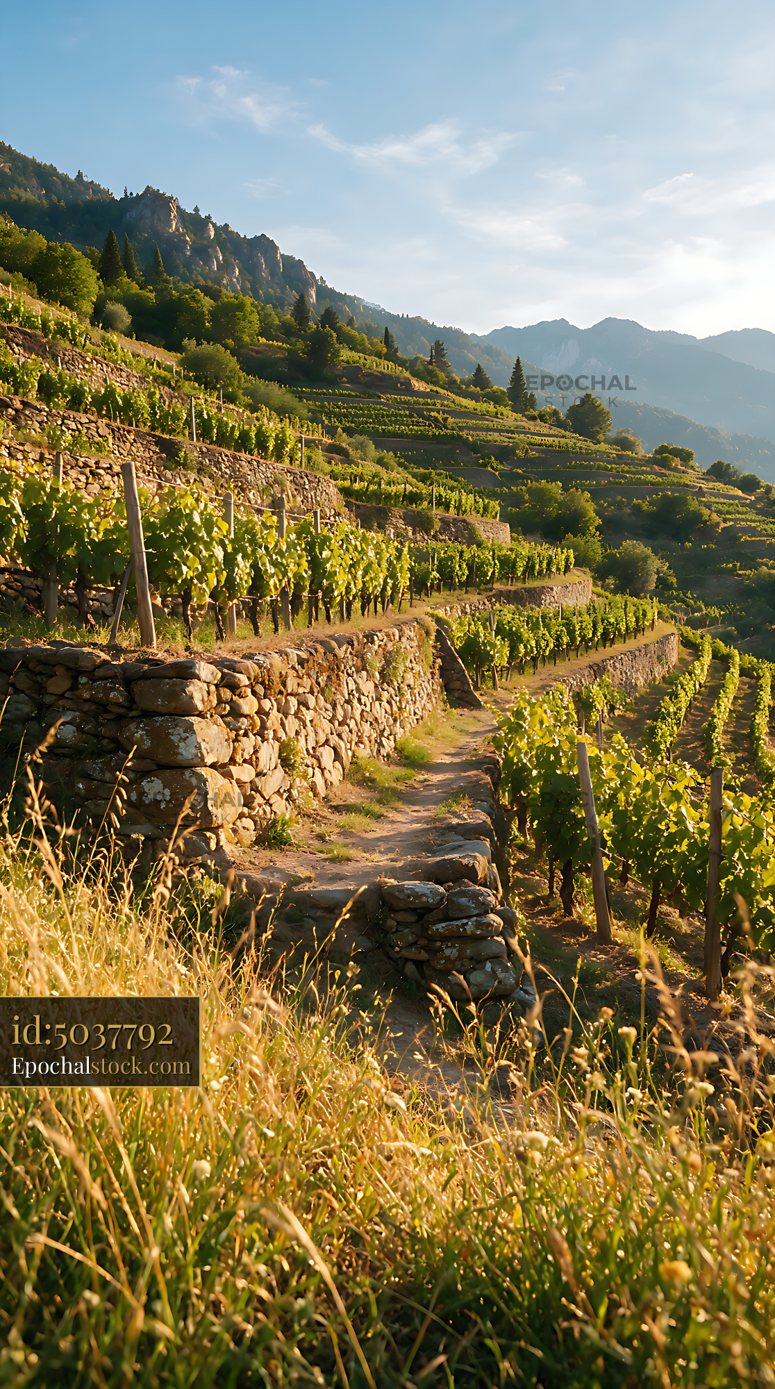 Watermarked full-resolution preview of Mountain vineyard terraces with stone walls and a rural path