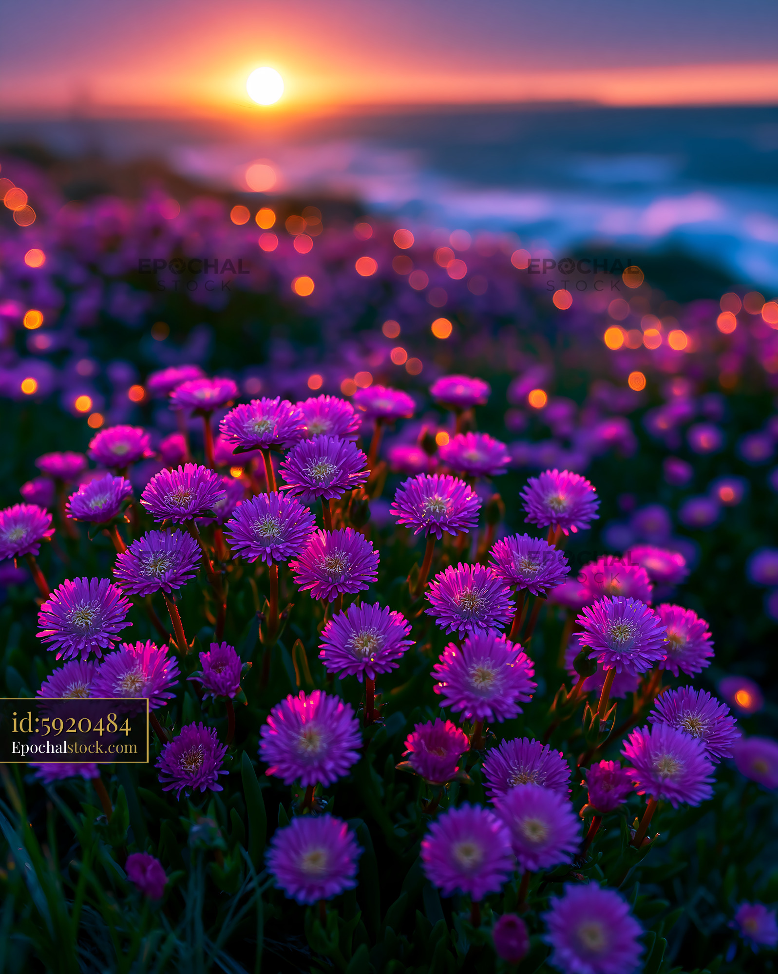 Flowers Bloom by the Ocean at Sunset With Waves Crashing - stock photo
