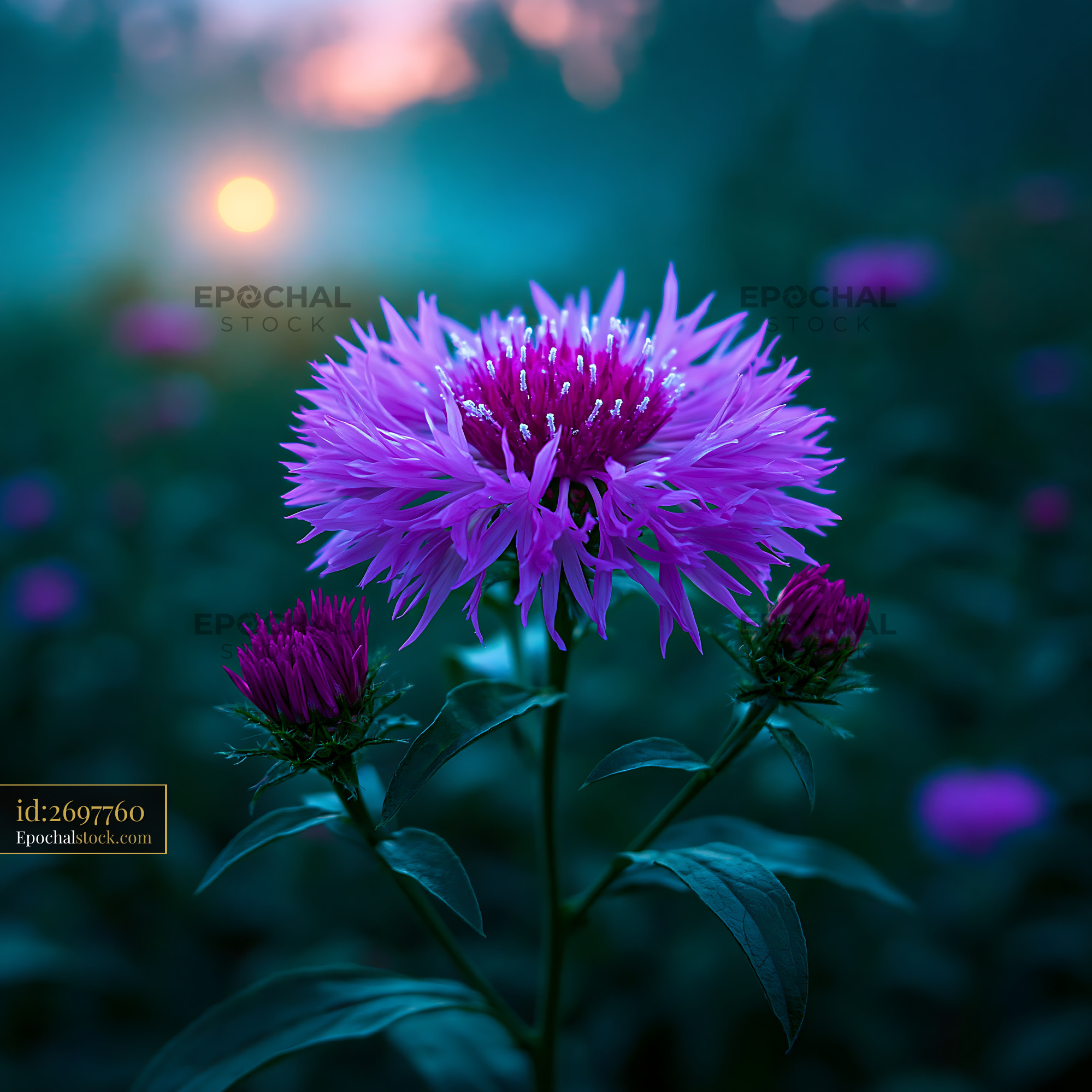 Flower Blooms in the Garden During Sunset Behind Soft Haze - stock photo