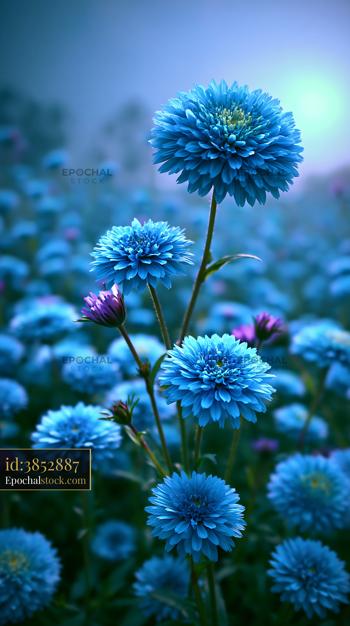 Watermarked full-resolution preview of Blue flowers in a field during early morning light