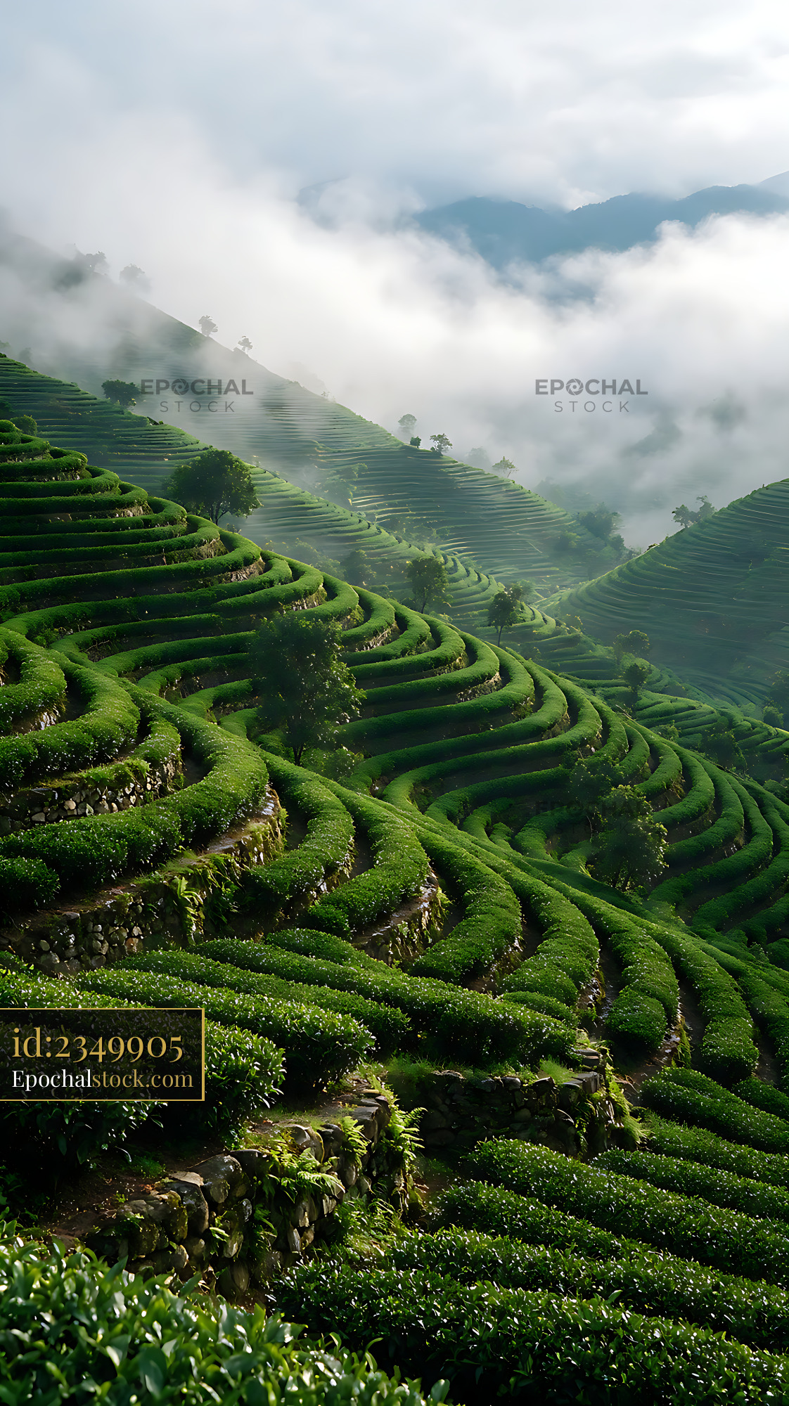 Watermarked full-resolution preview of Lush terraced tea plantation in a misty mountain valley