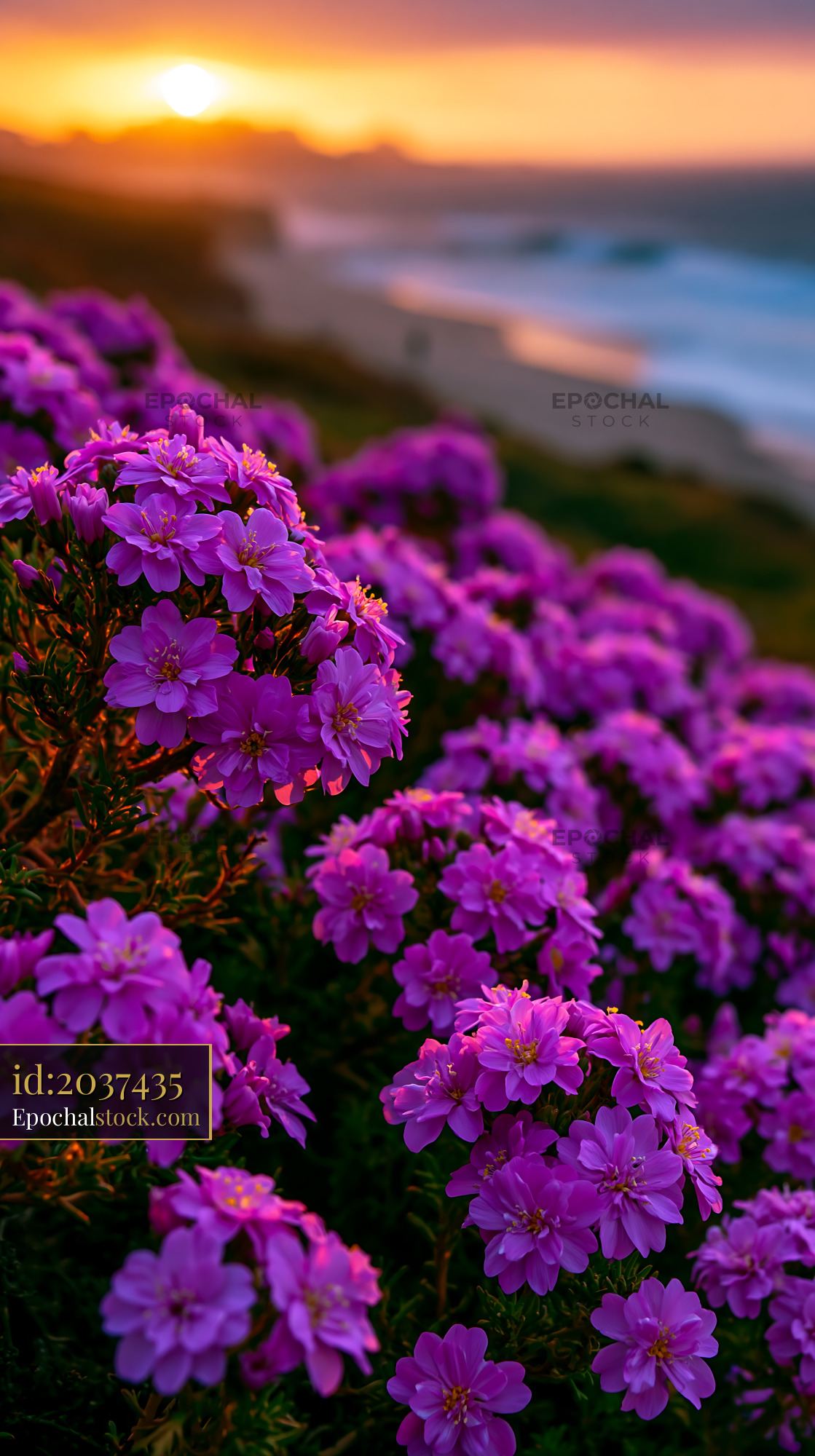 Watermarked full-resolution preview of Purple flowers by the seaside at sunset