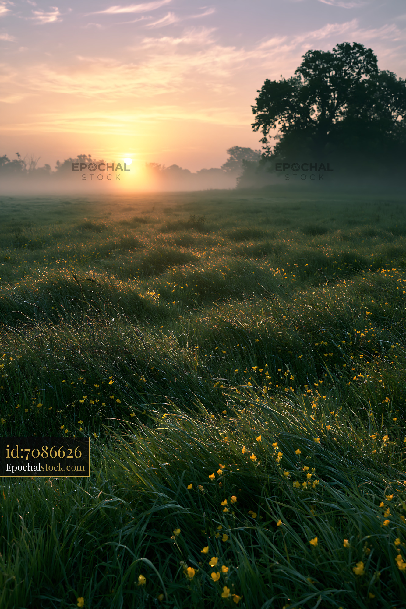 Buttercup Wildflowers in Meadow at Sunrise With Soft Light - stock photo