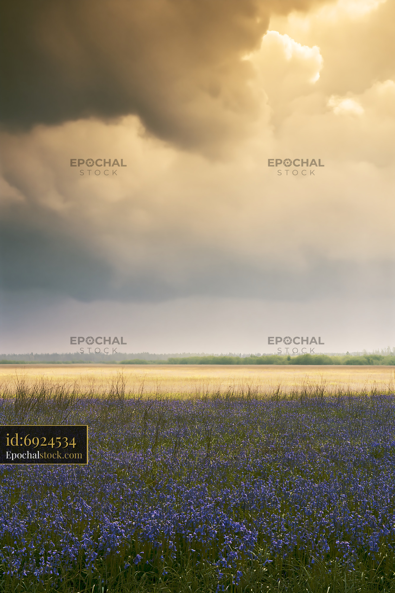 Watermarked full-resolution preview of Vast field of blue flowers under cloudy sky
