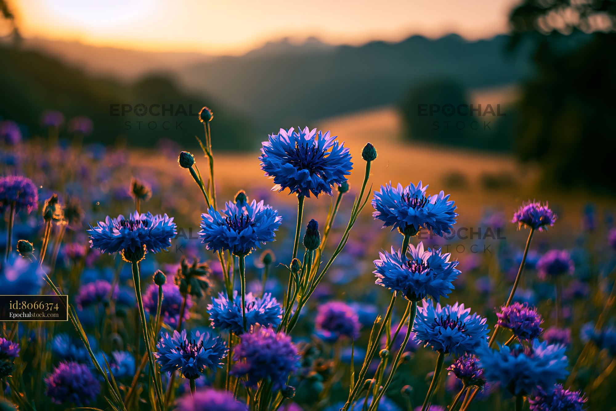 Watermarked full-resolution preview of Violet flowers in a field during sunset