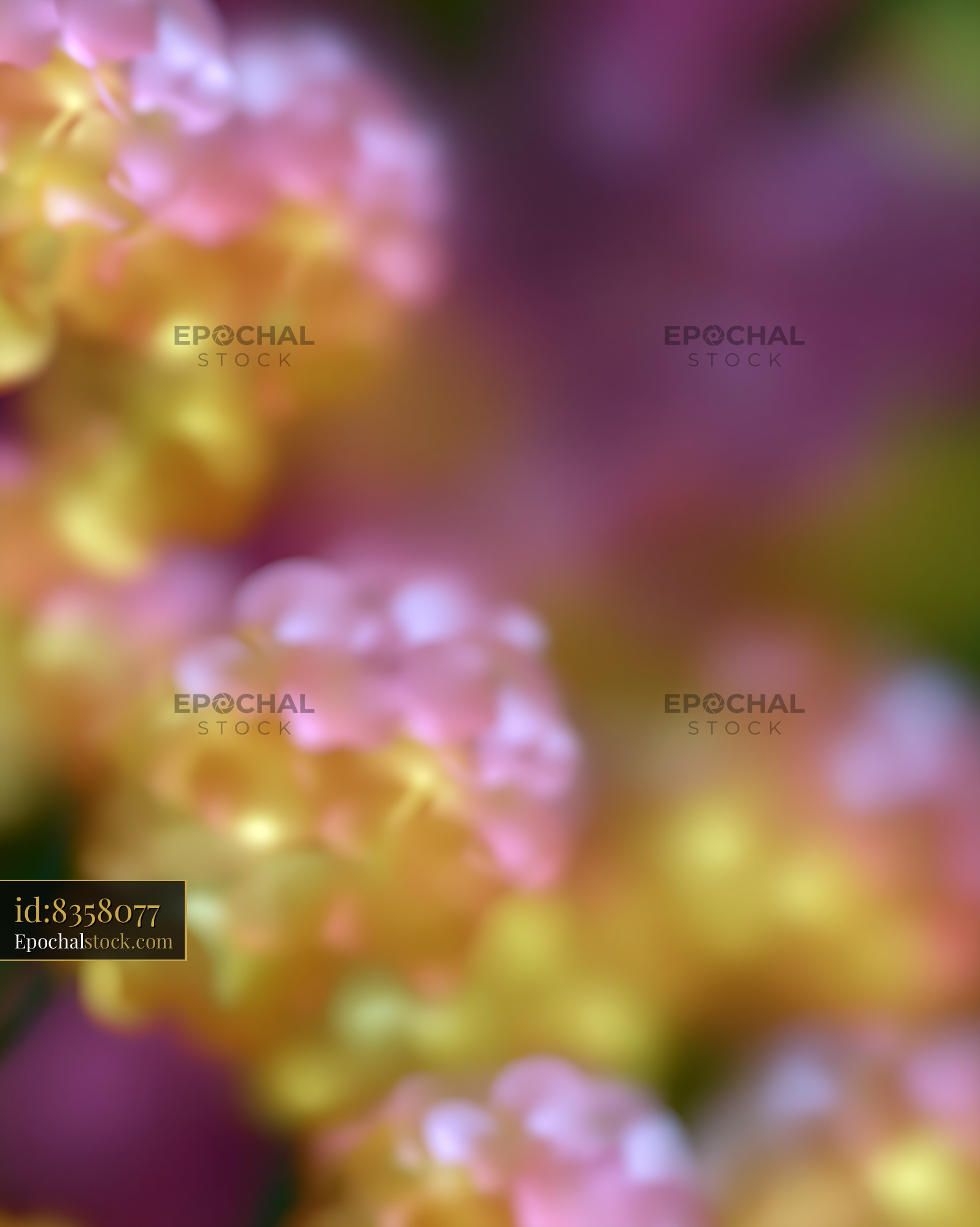 Watermarked full-resolution preview of Colorful flower blooms in soft focus during spring season
