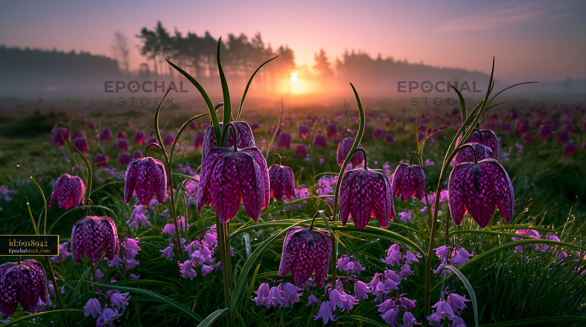 Watermarked full-resolution preview of Sunrise over a field of flowers with mist and trees in background
